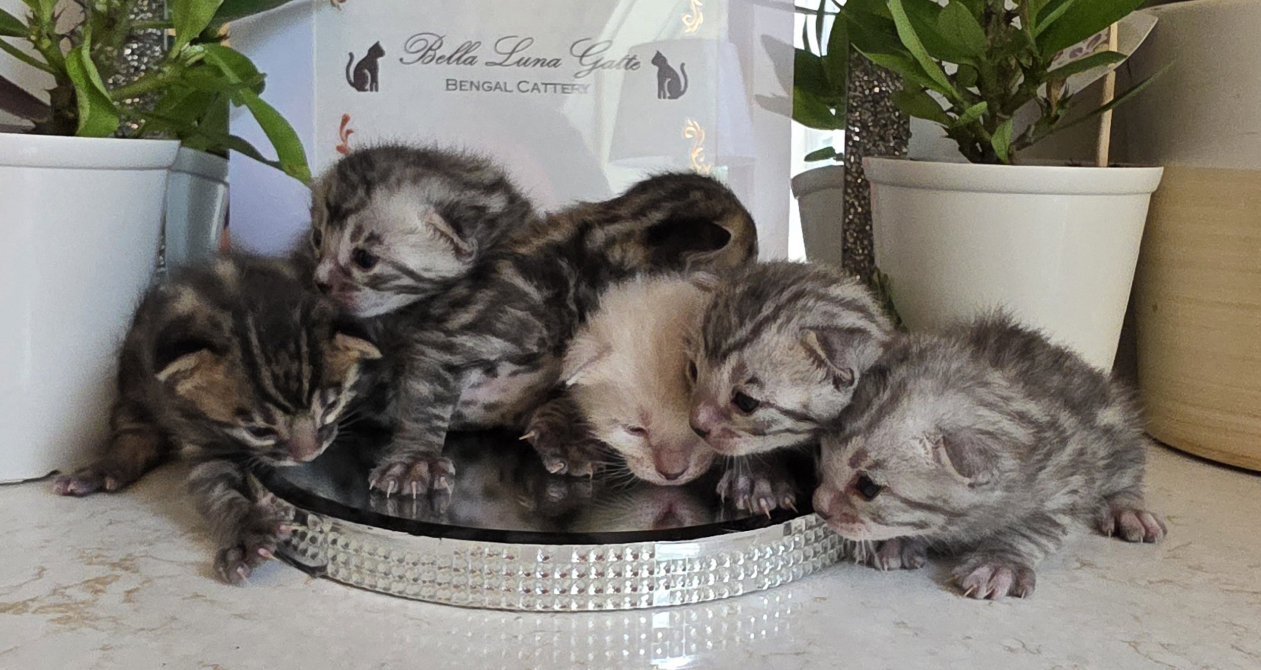 Two-Week-Old Bengal Kittens