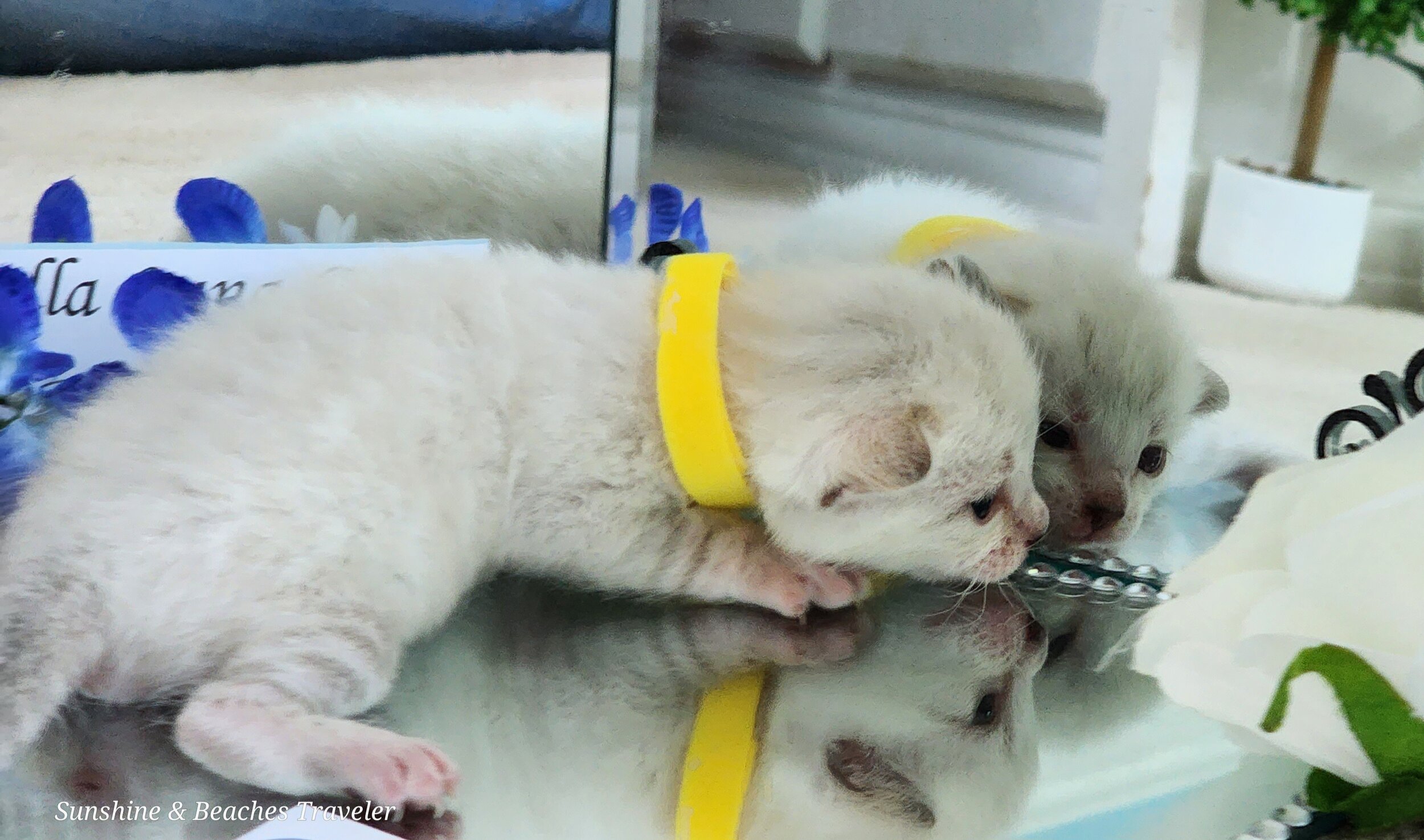 Purebred TICA Registered Male Snow Rosette Bengal Kitten in Minnesota