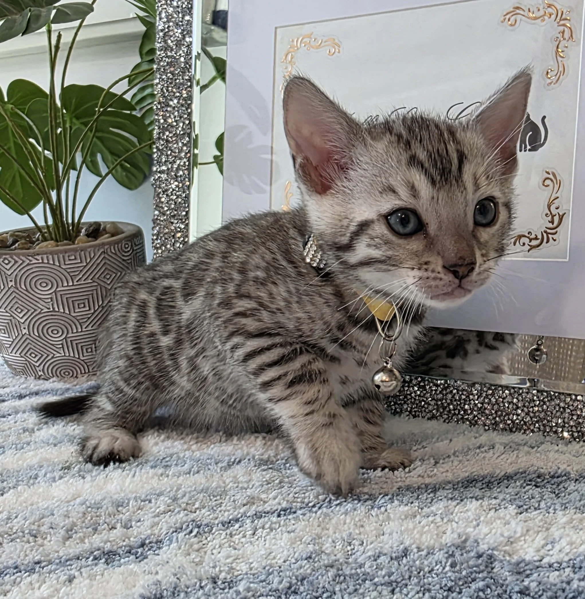 Six-Week-Old Silver Male Bengal Kitten