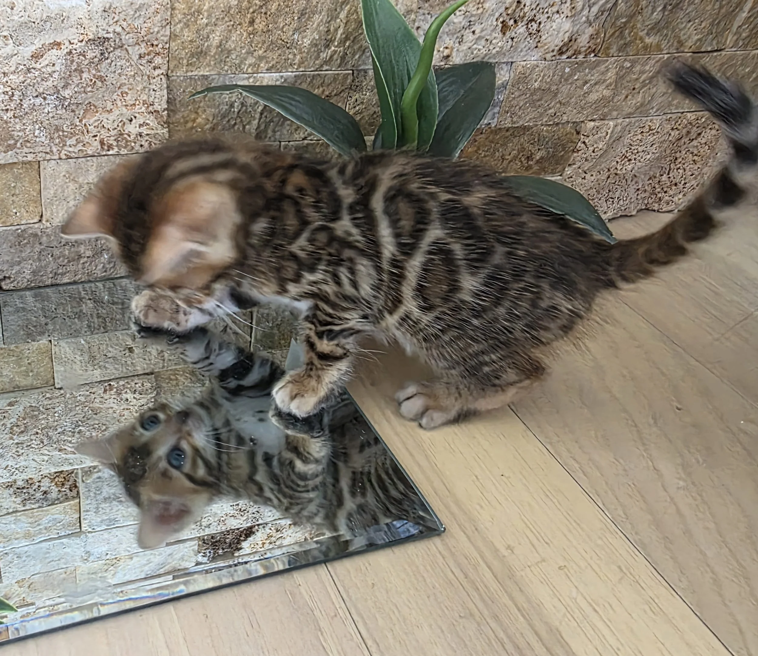 Five-Week-Old, Male, Brown Rosette, Bengal Kitten