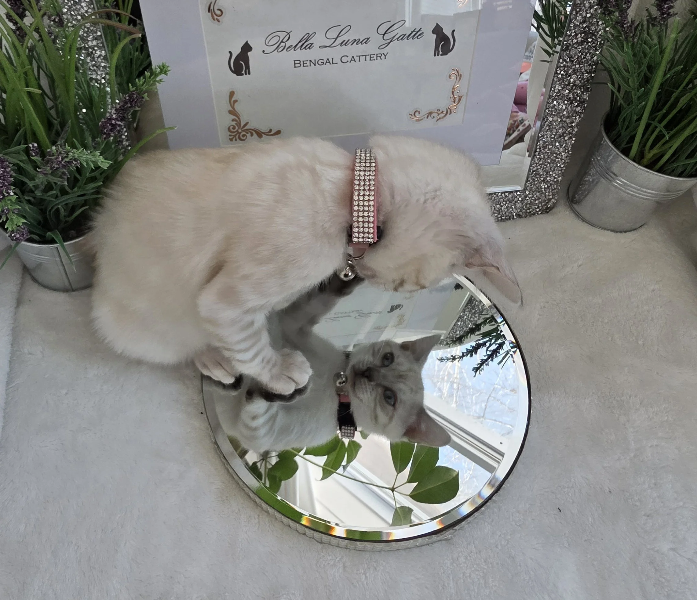 Fourteen-Week-Old, Female, Snow Lynx Rosette, Bengal Kitten
