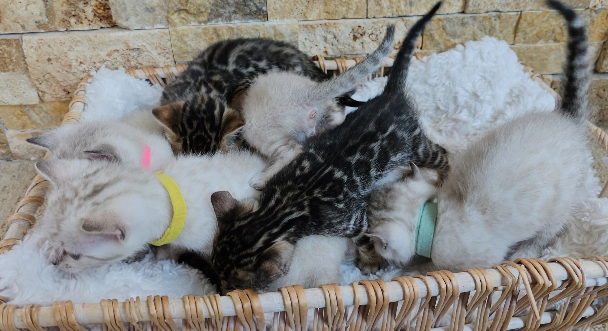 Labrador Retriever Puppies and Bengal Kittens