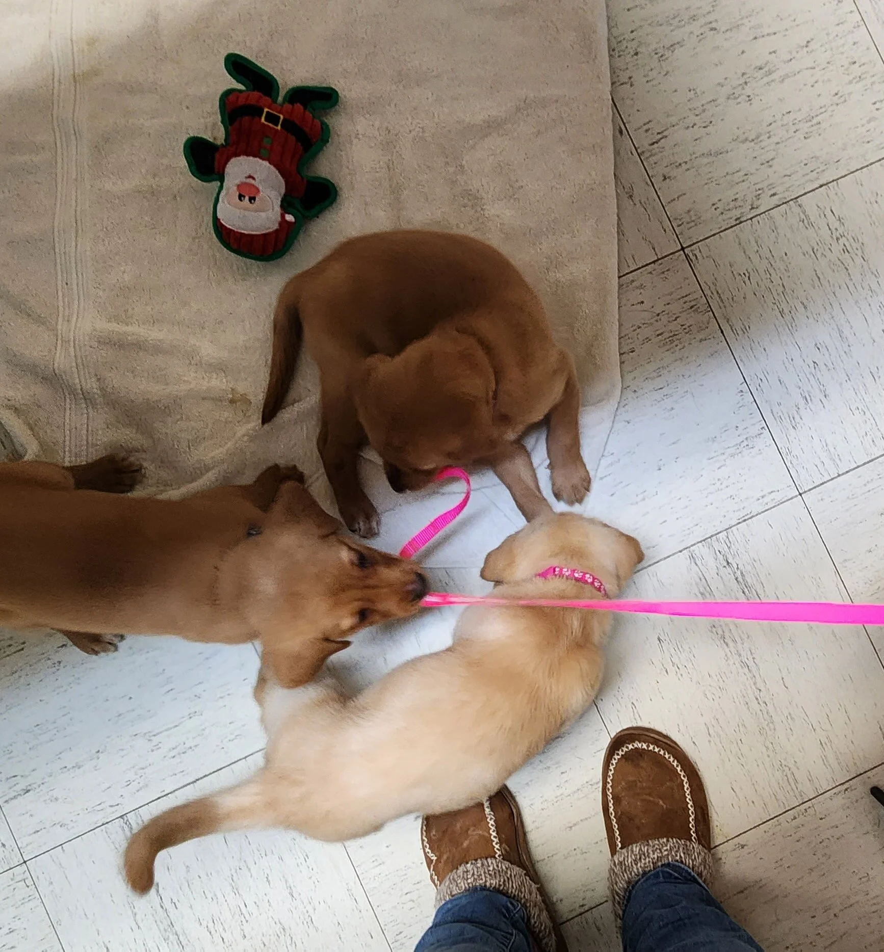 Labrador Retriever Puppies at the Vet