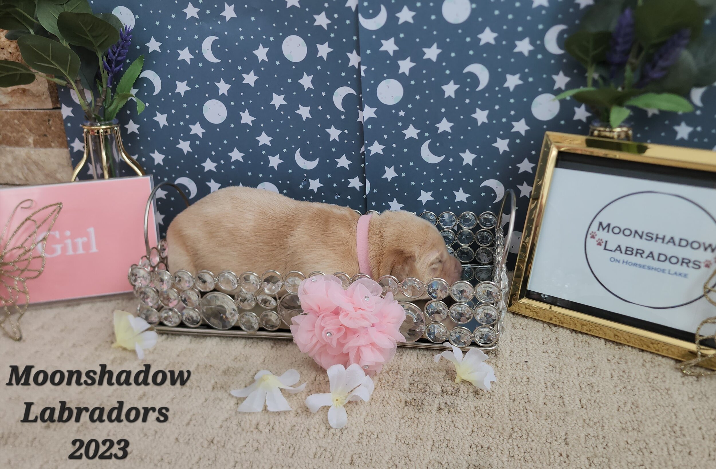 Female Yellow Fox Red Labrador Retriever Puppy in Minnesota