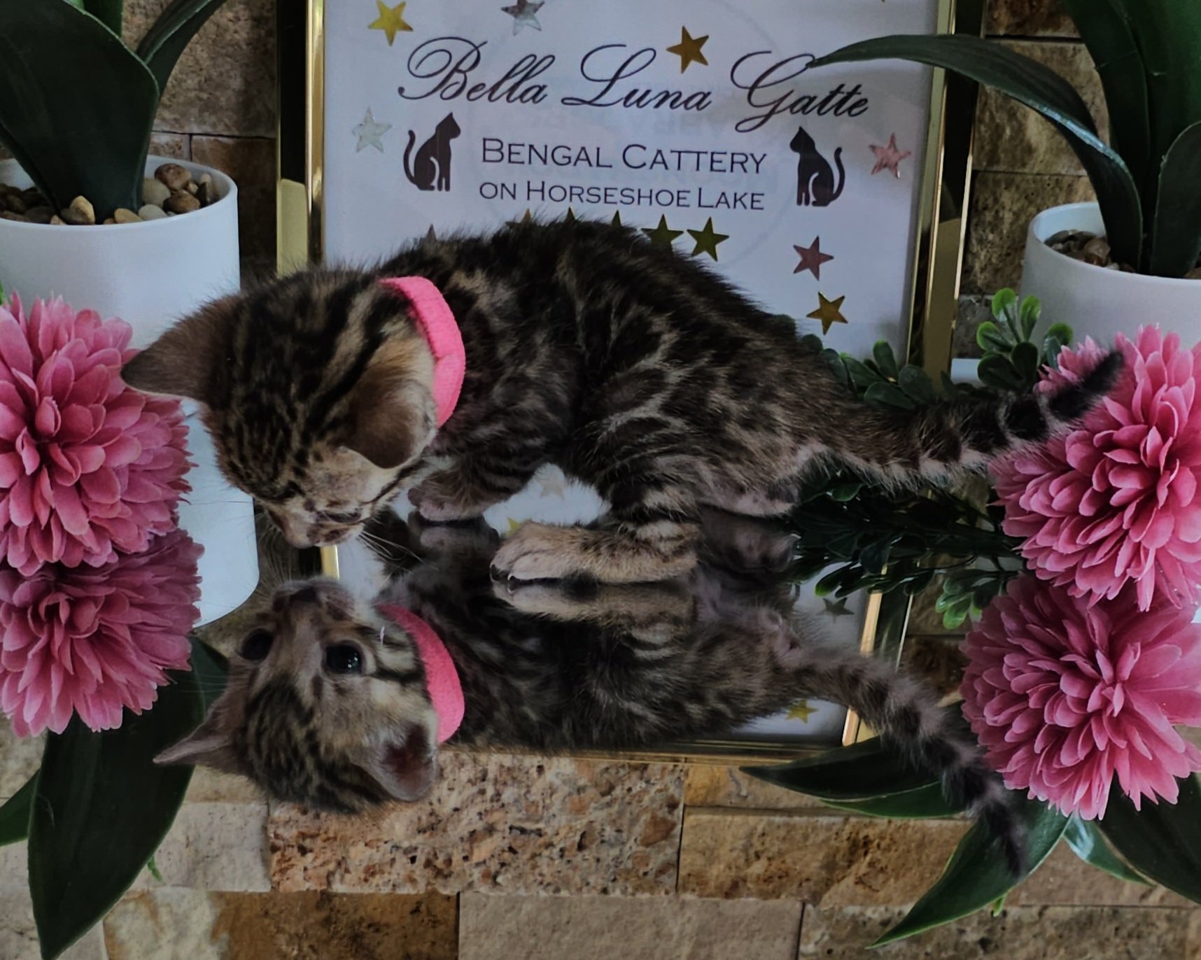 Purebred TICA Registered Female Brown Rosette Bengal Kitten Available in Minnesota