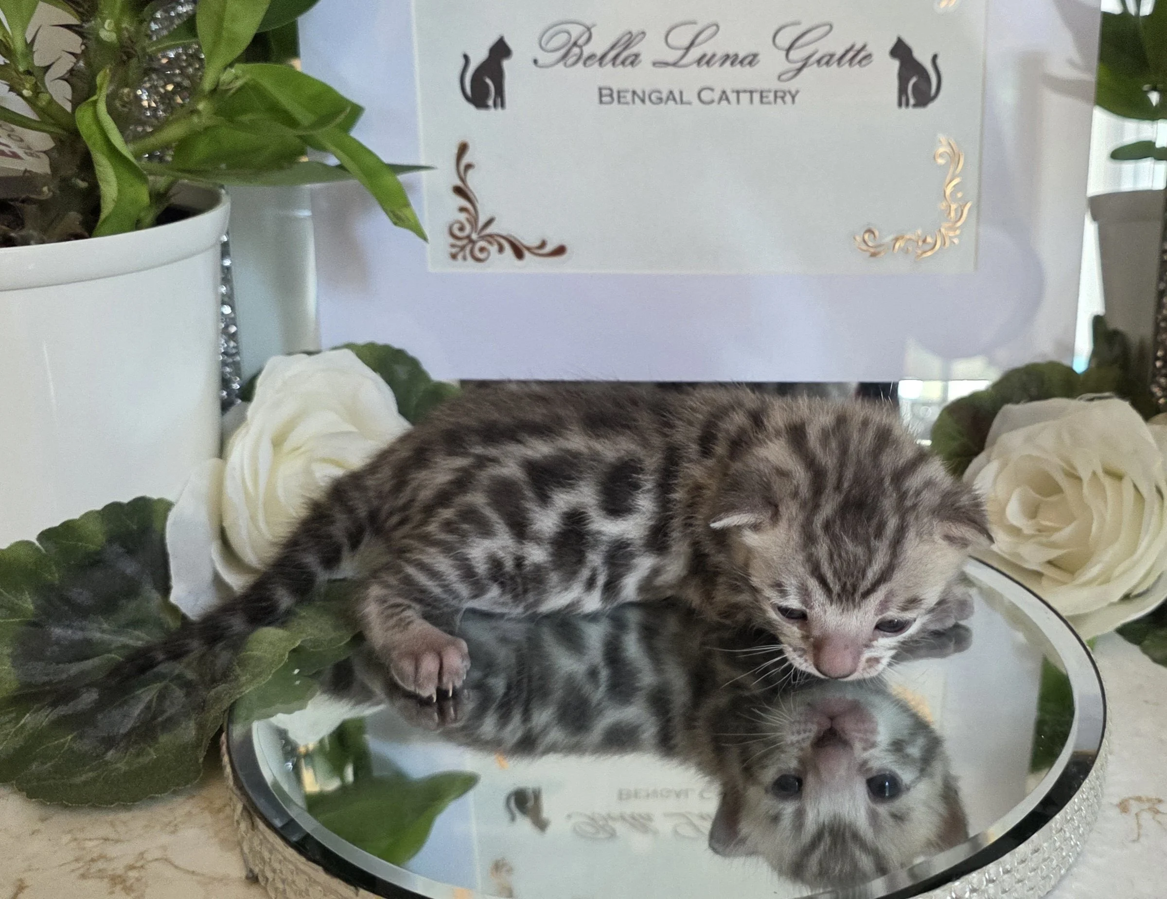 Two-Week-Old Silver Tarnish Female Bengal Kitten