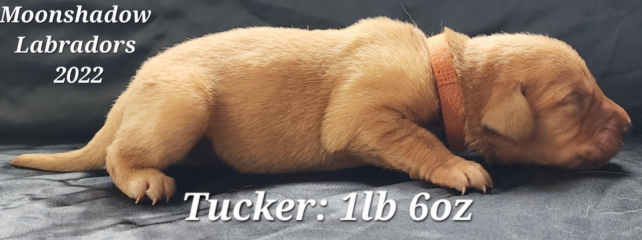 Male Yellow Fox Red Labrador Retriever Puppy in Minnesota