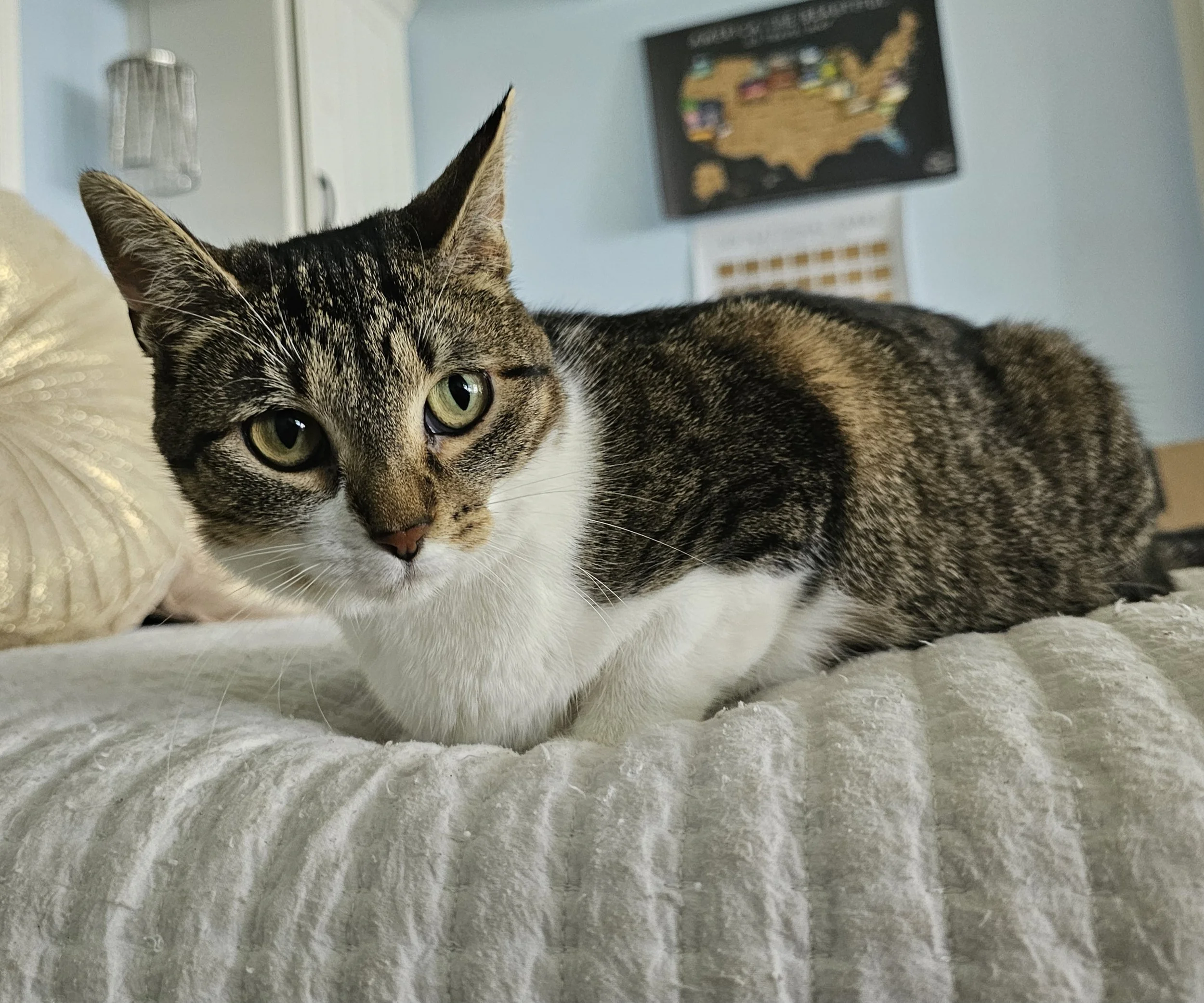 Female White and Tabby Cat