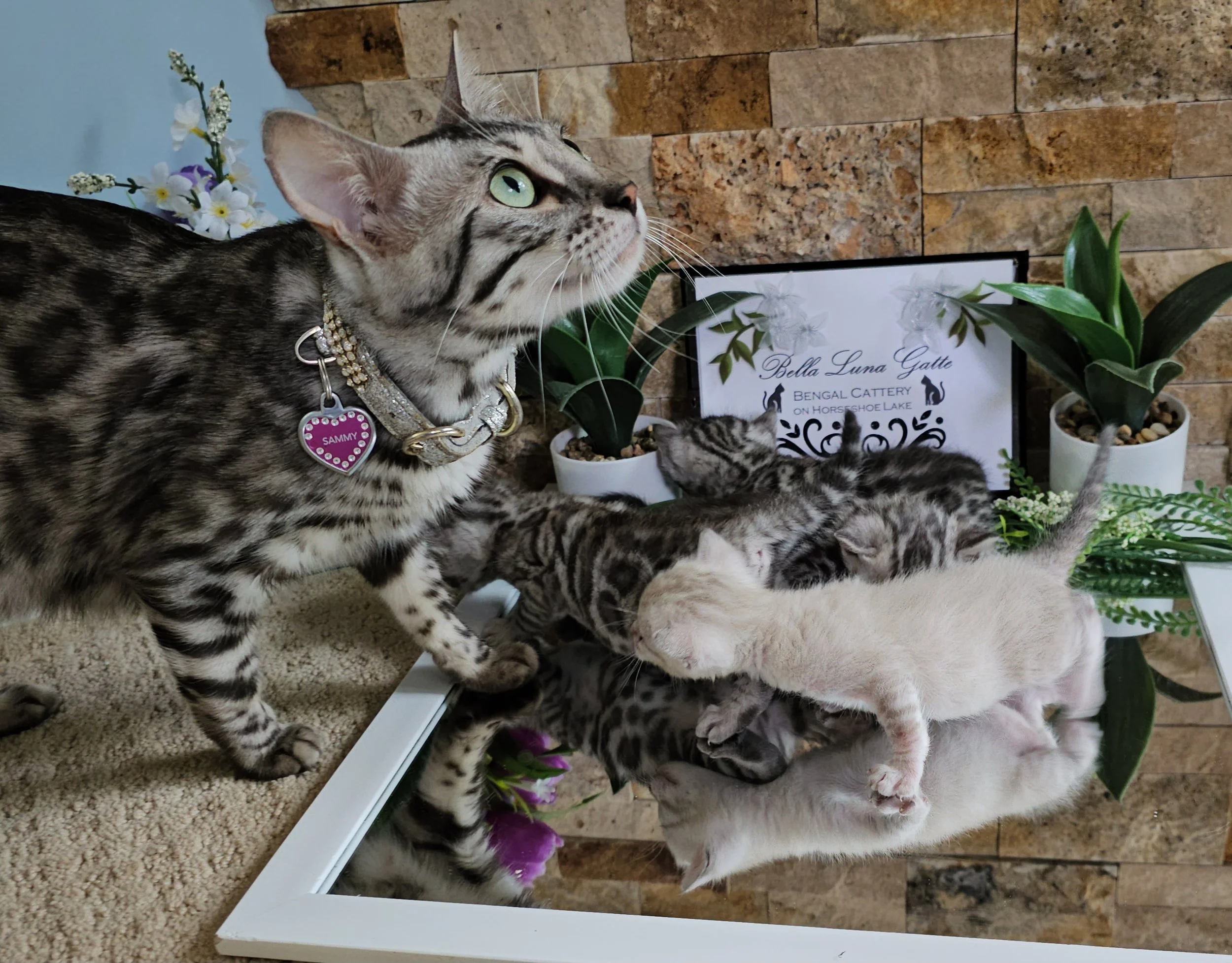 Purebred TICA Registered Male and Female Snow and Silver Rosette Bengal Kitten Available in Minnesota