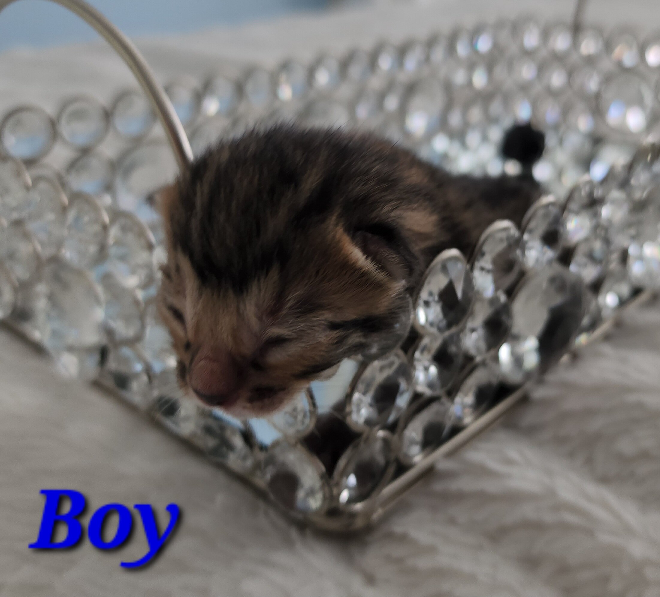 Purebred Brown Rosette Bengal Kitten in Minnesota