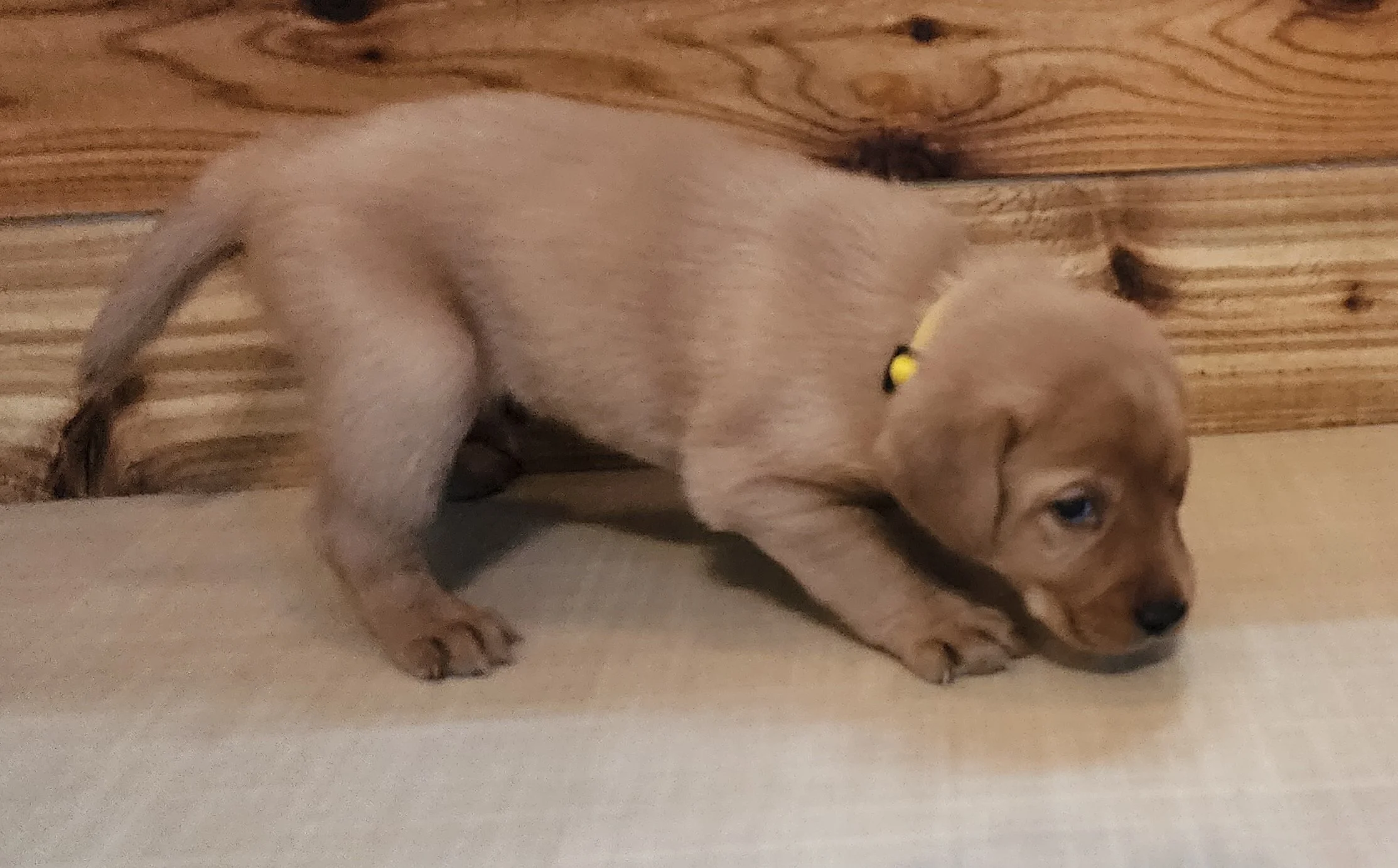 Male Yellow Fox Red Labrador Retriever Puppy in Minnesota