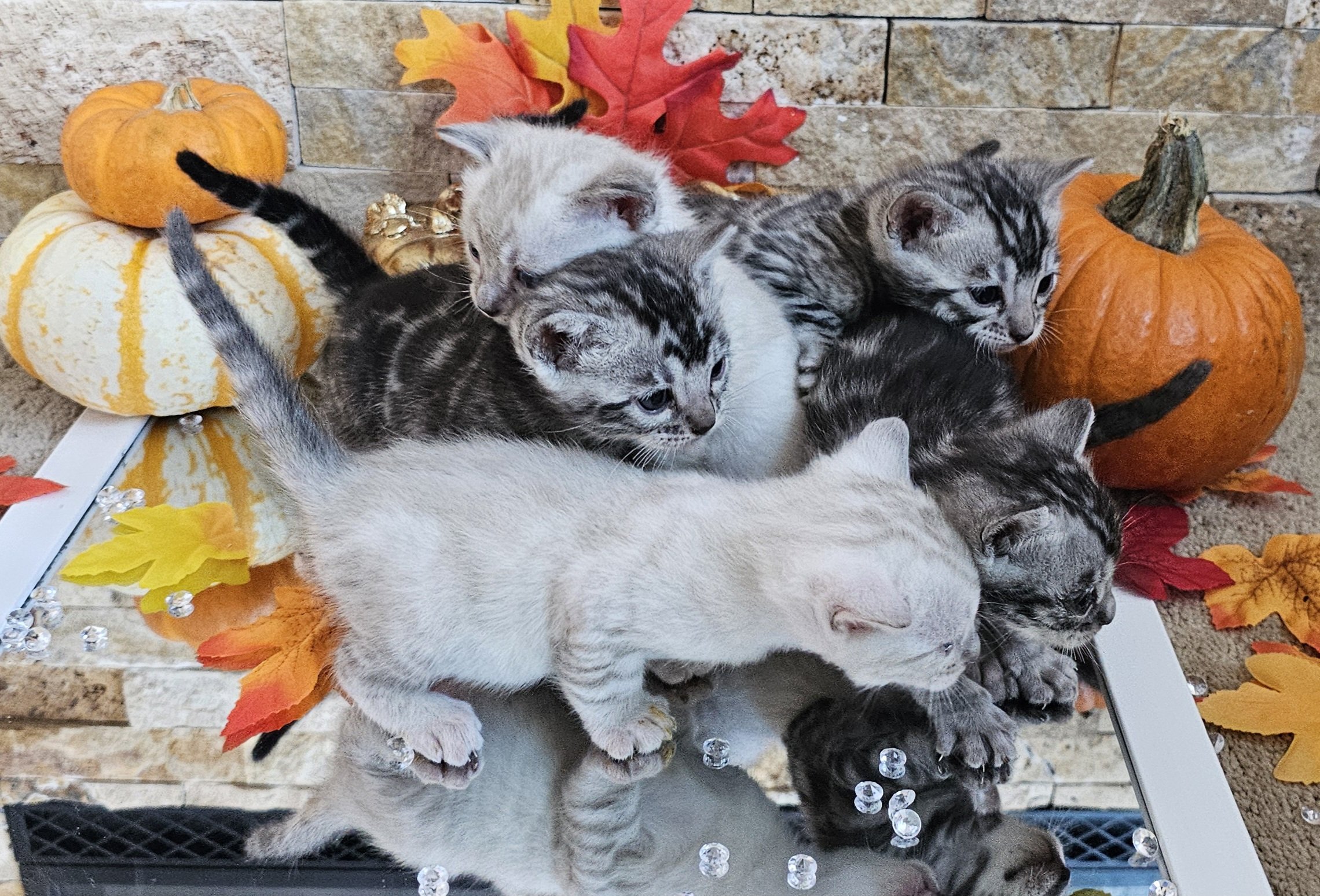Four-Week-Old Silver and Snow Lynx Bengal Kittens Available in Minnesota