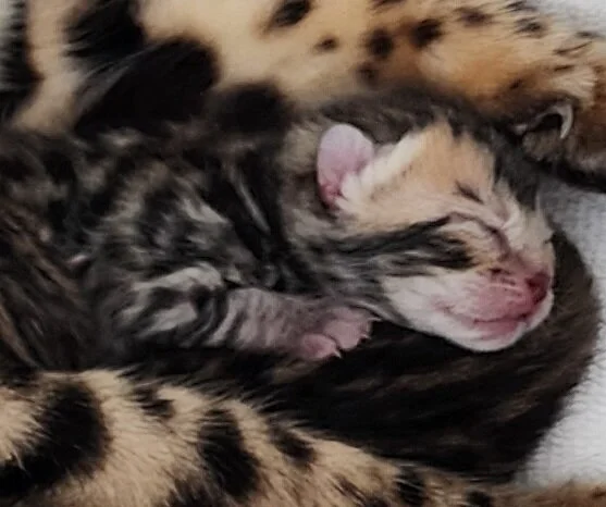 TICA Registered Brown Donut Rosette Bengal Kittens Available in Minnesota