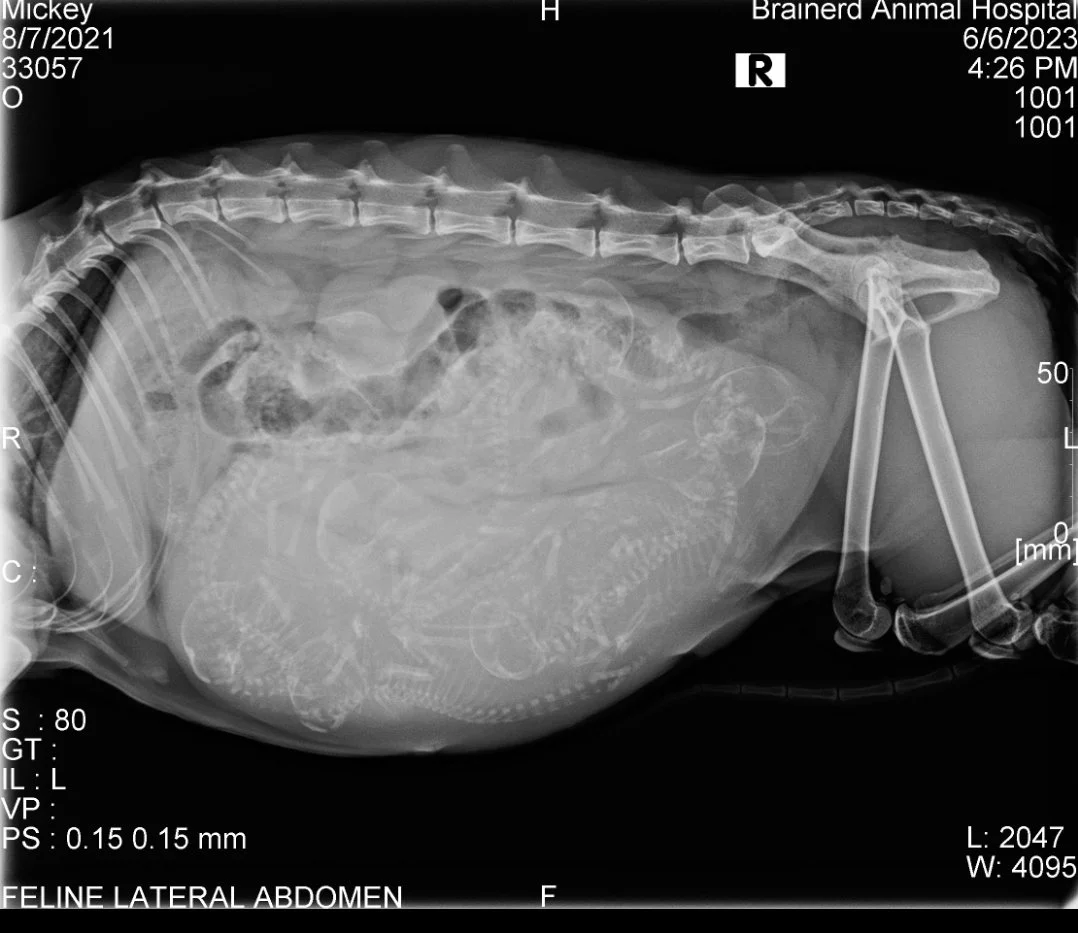 Feline X-Ray of a pregnant Bengal cat