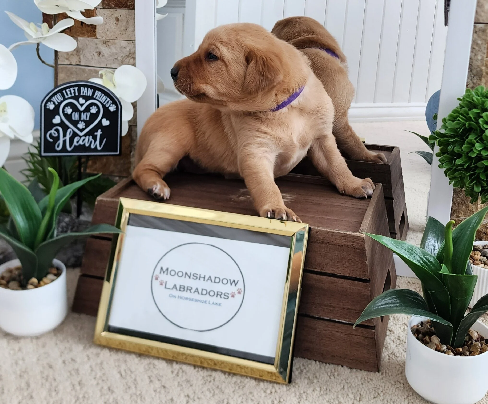 Female Yellow Fox Red Labrador Retriever Puppy in Minnesota