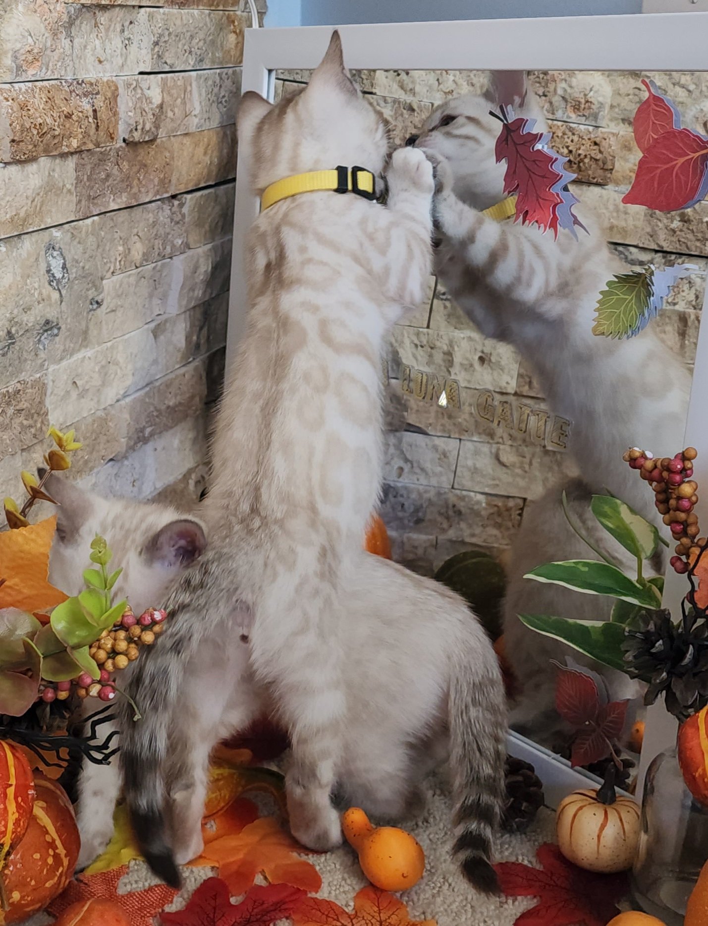 Brother Snow Bengals