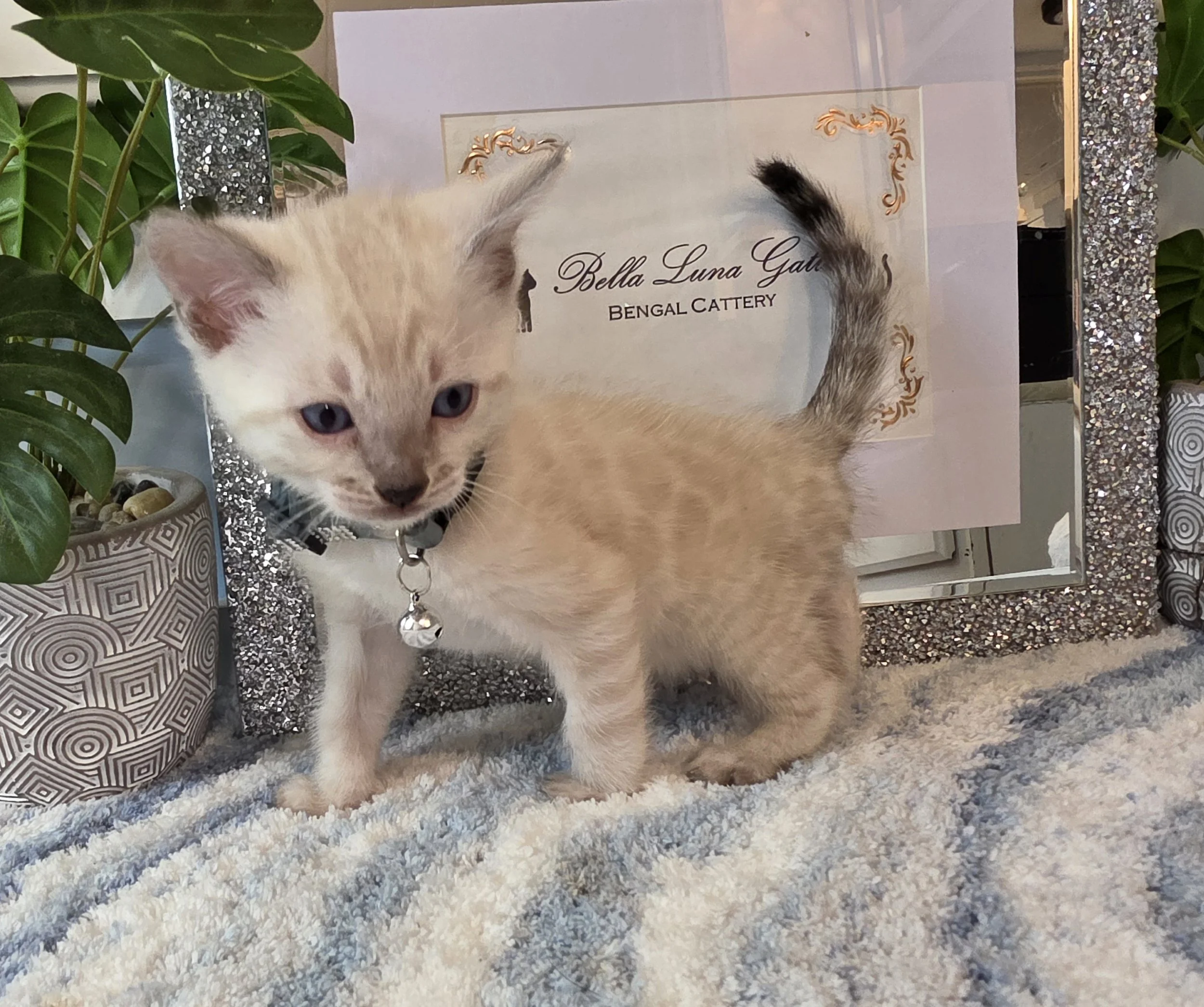 Six-Week-Old Male, Snow Lynx, Bengal Kitten