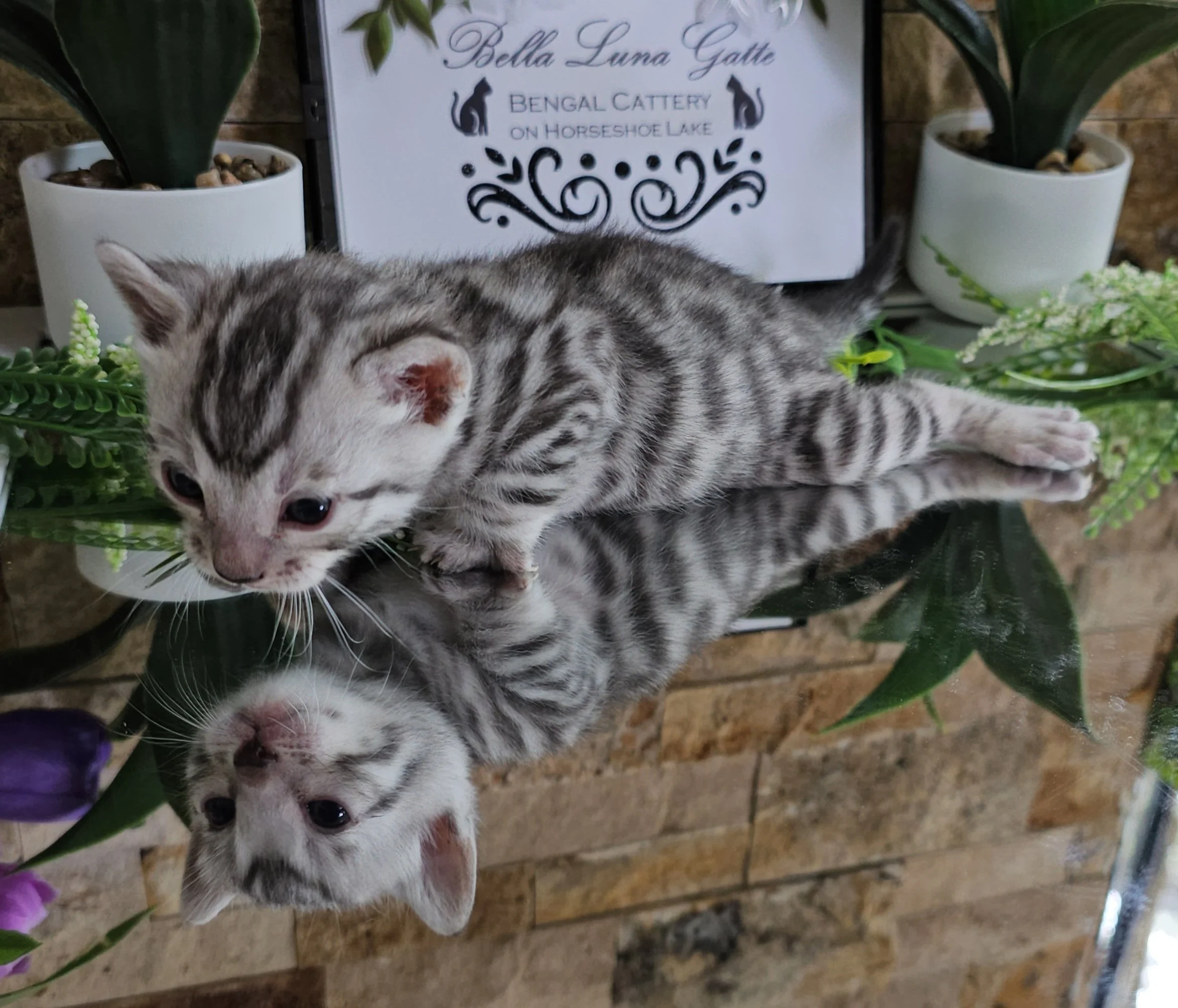 Purebred TICA Registered Male Silver Rosette Bengal Kitten in Minnesota