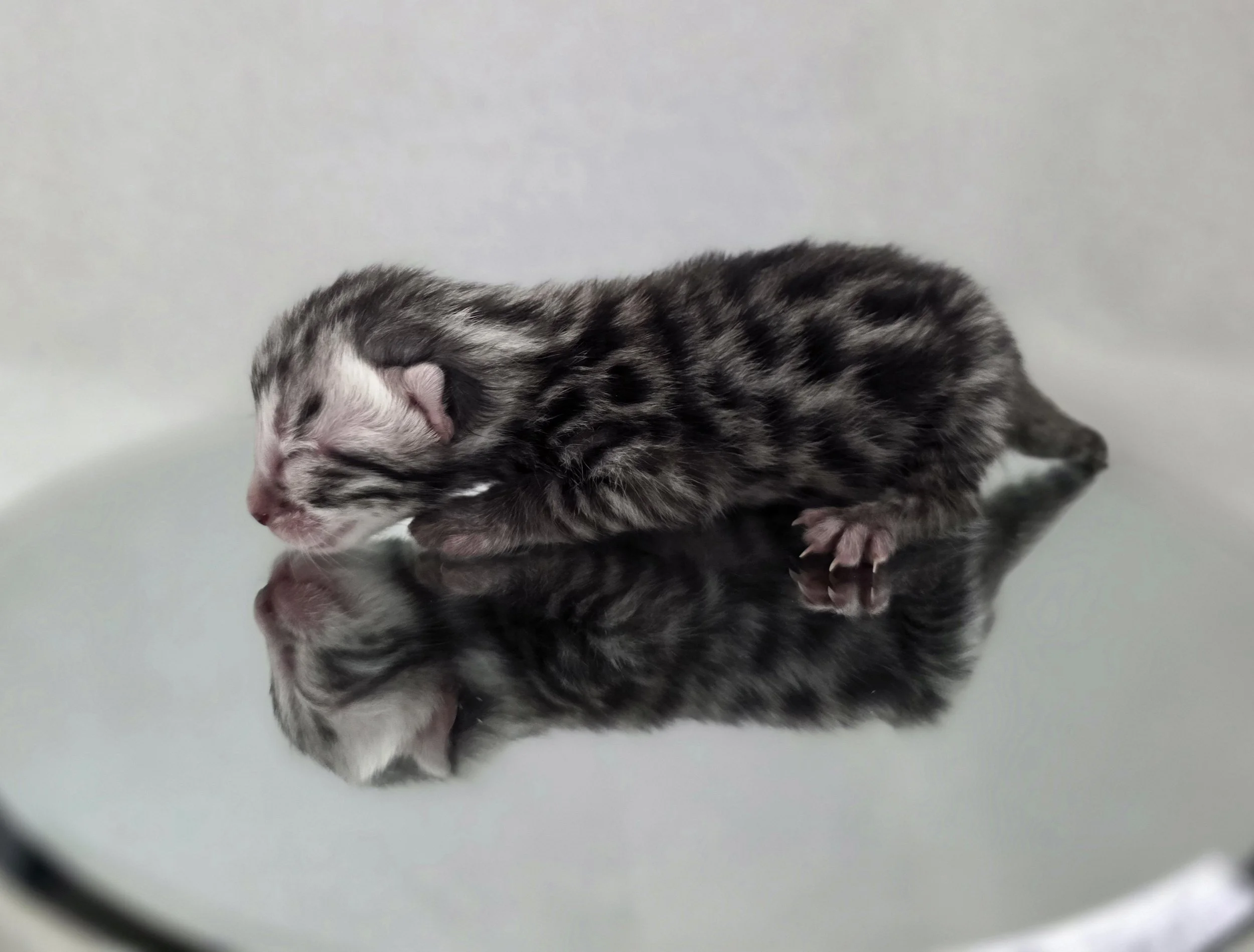 Silver, Female Bengal Kitten