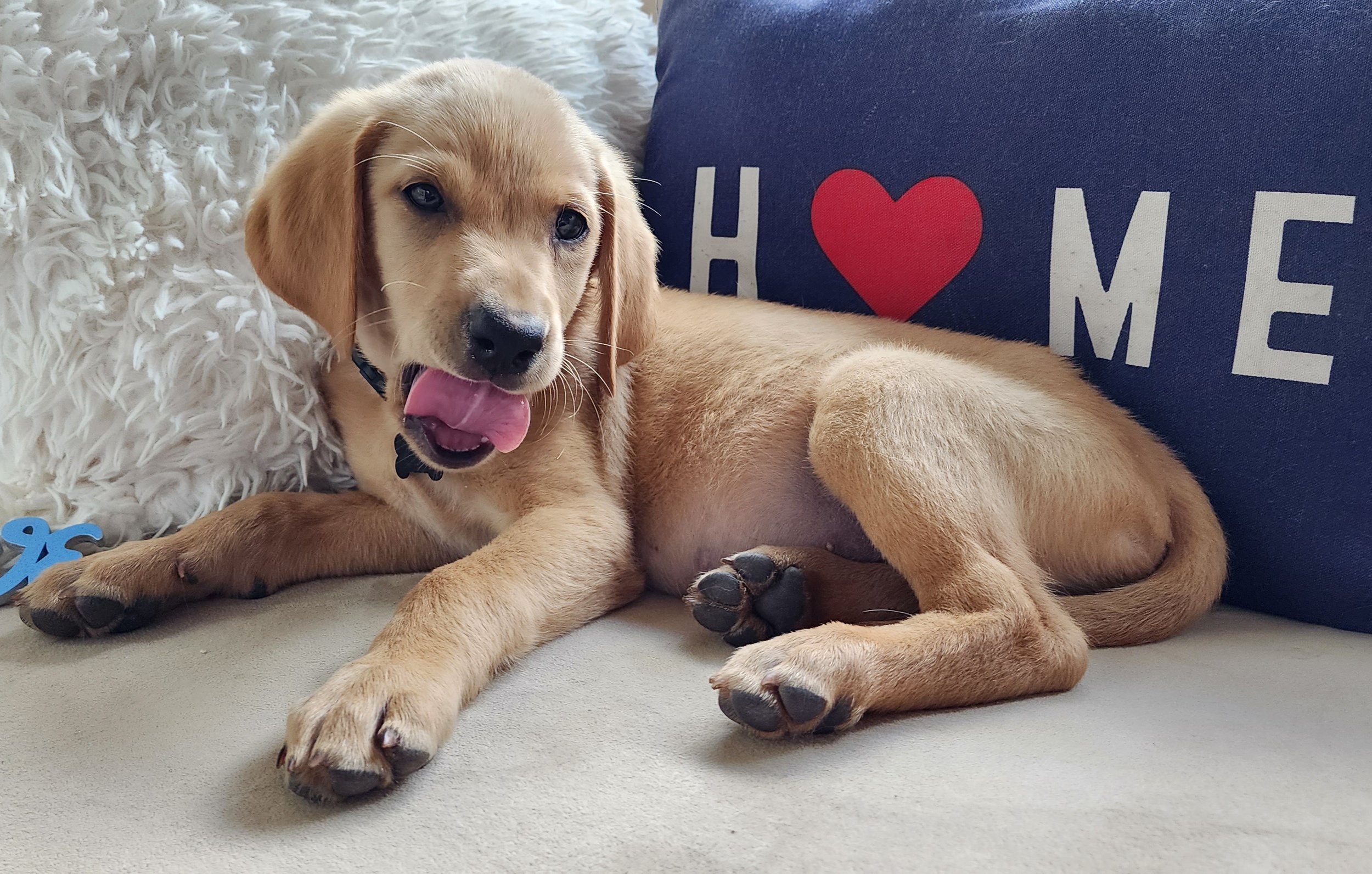 Male Yellow Fox Red Labrador Retriever Puppy in Minnesota