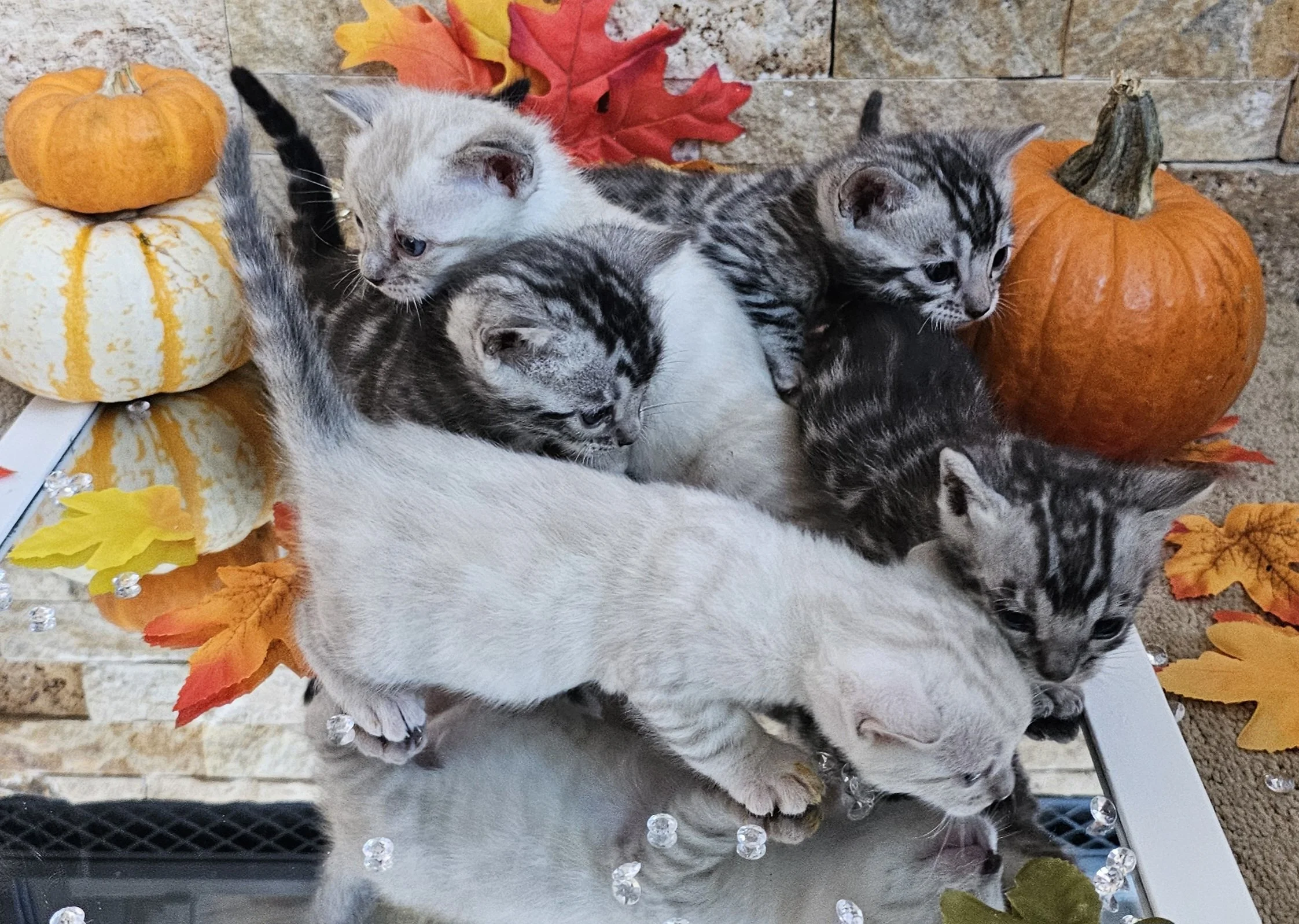 Four-Week-Old Silver and Snow Lynx Bengal Kittens Available in Minnesota