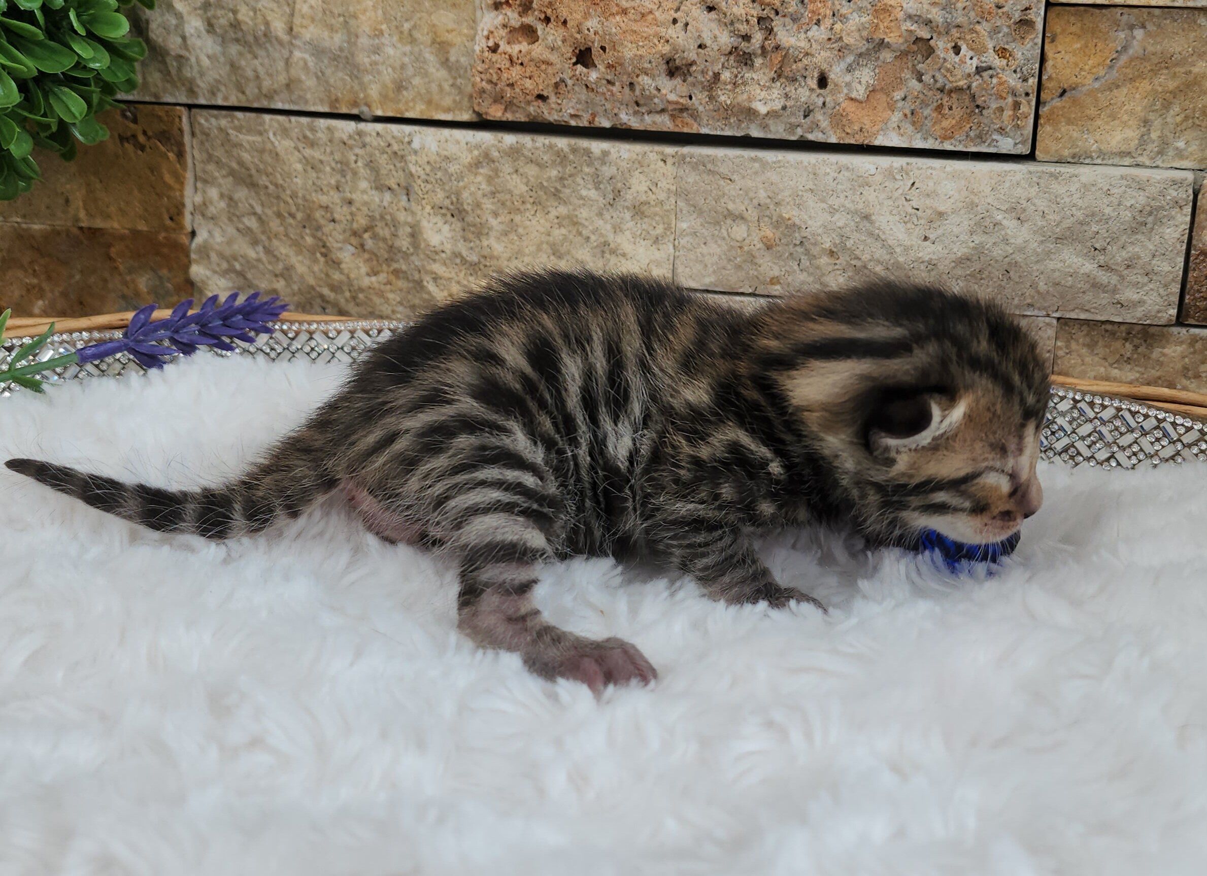 Purebred TICA Registered Male Brown Rosette Bengal Kitten Available in Minnesota