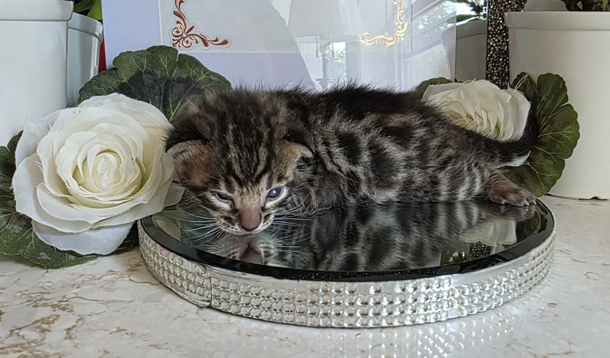 Two-Week-Old Dark Brown Male Bengal Kitten 