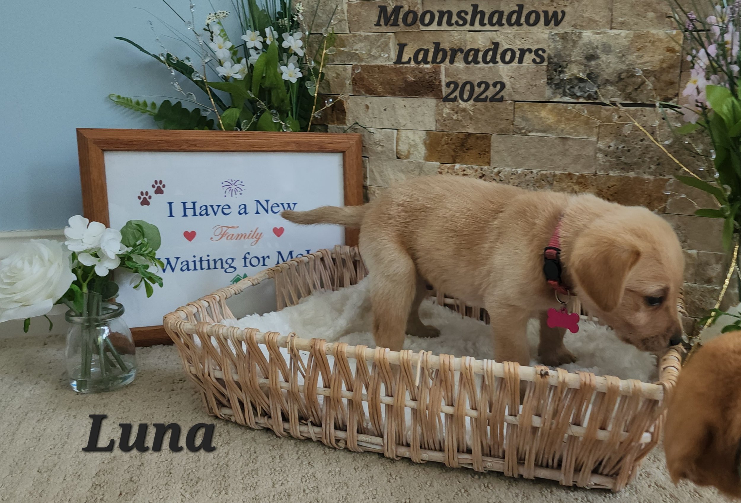 AKC Yellow Fox Red Labrador Retriever Puppies Available in Minnesota