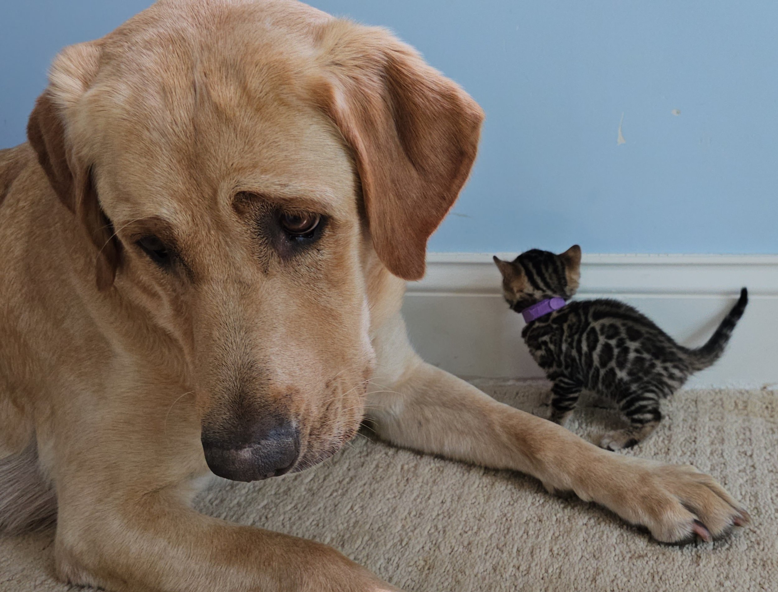 Purebred TICA Registered Female Brown Rosette Bengal Kitten Available in Minnesota