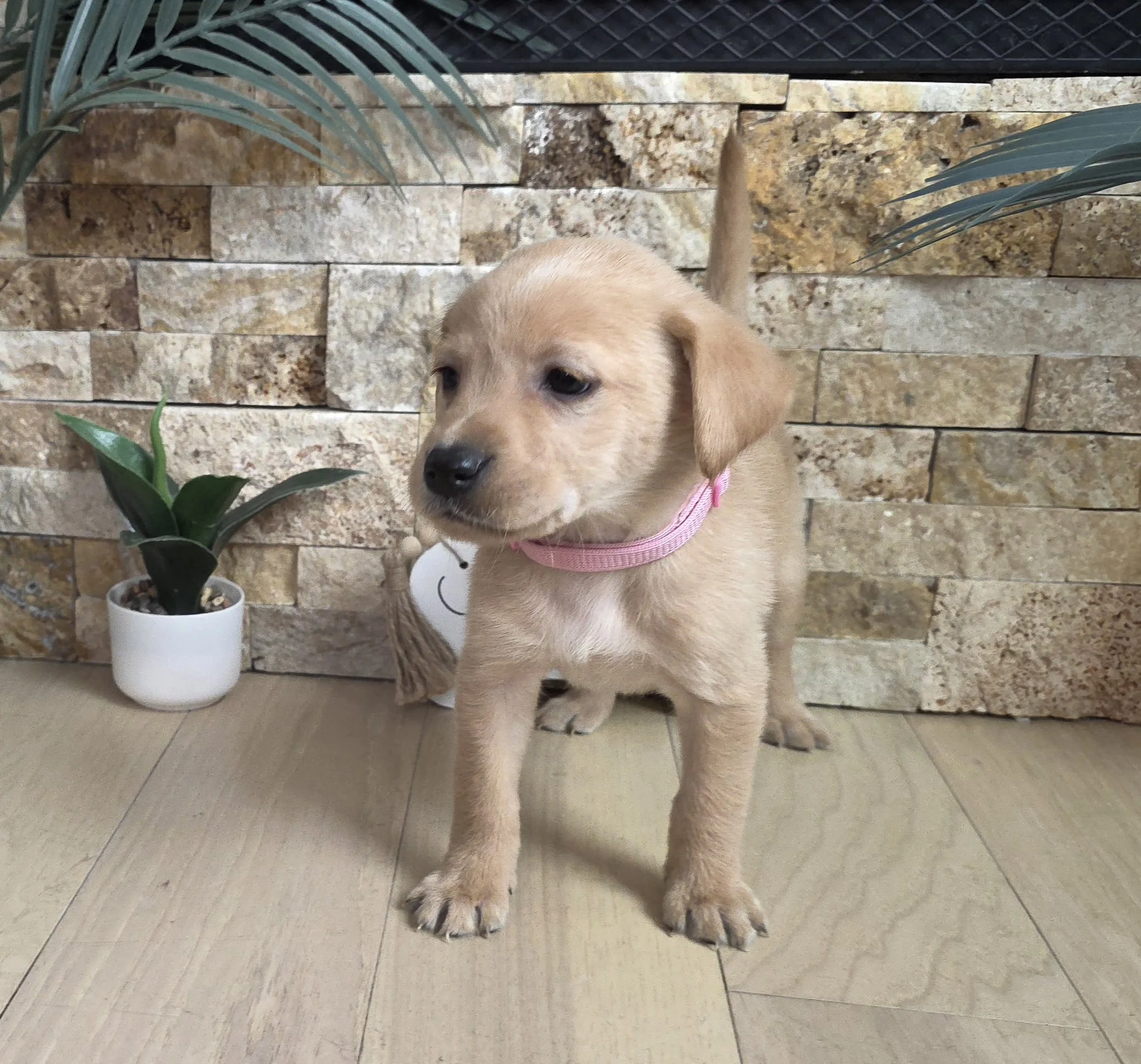 Six-Week-Old Female Yellow Labrador Retriever Puppy