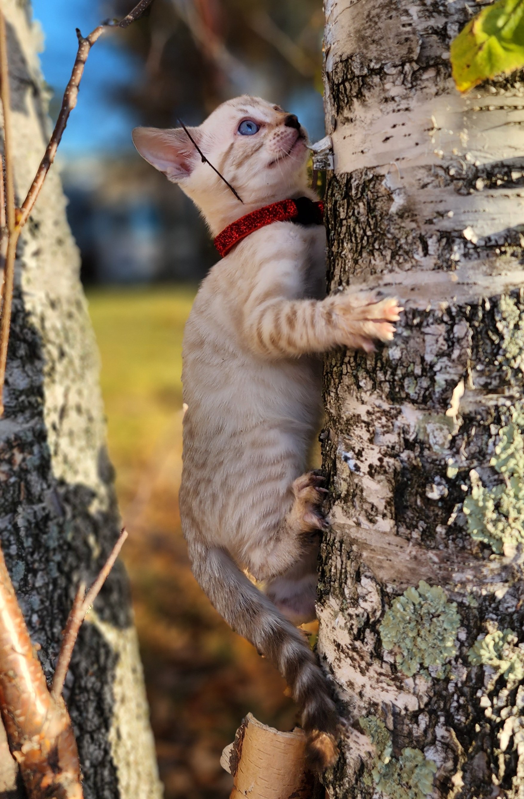 Male Snow Bengal in Minnesota