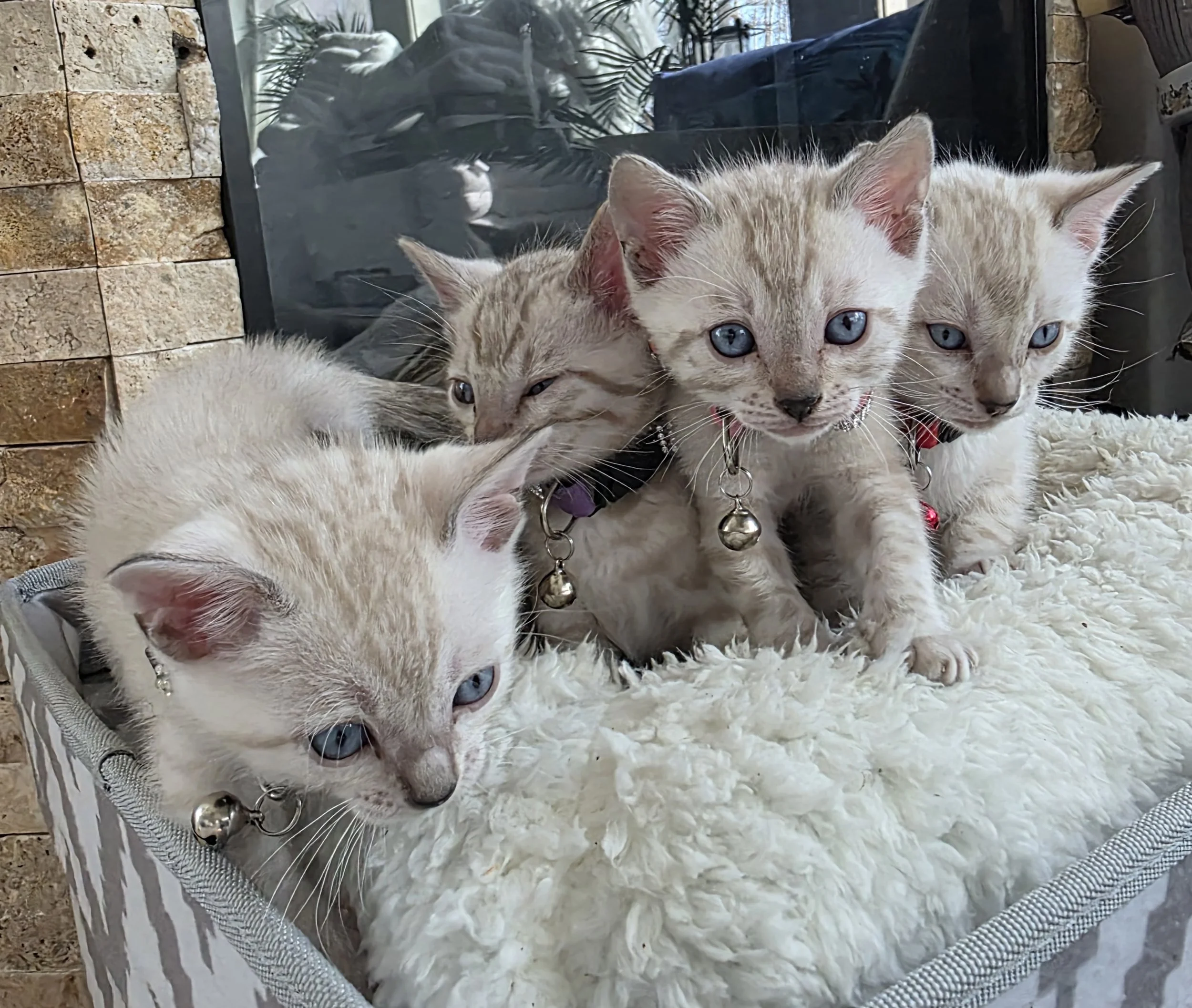 Six-Week-Old Purebred Bengal Kittens