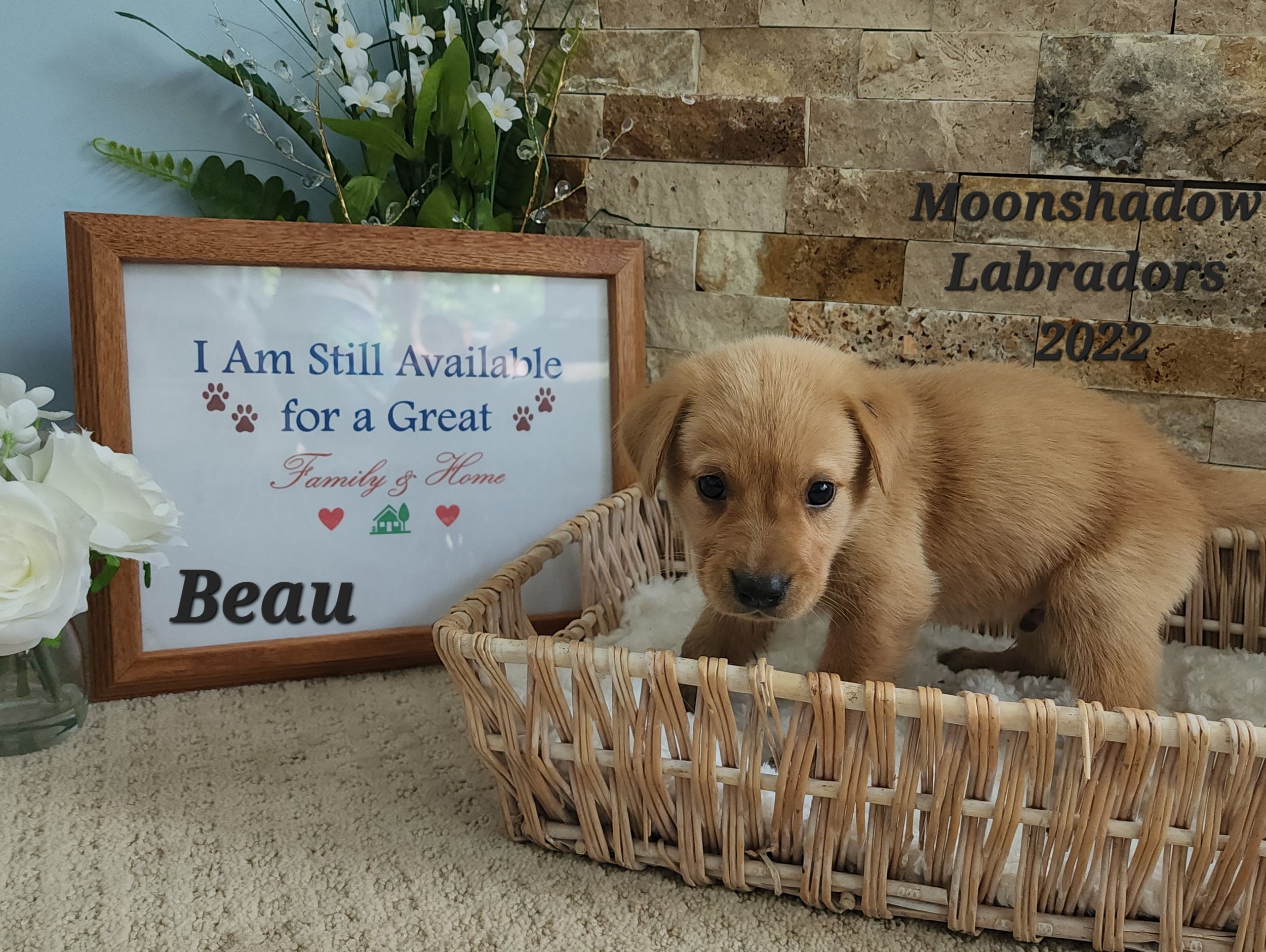 Male Yellow Fox Red Labrador Retriever Puppy in Minnesota