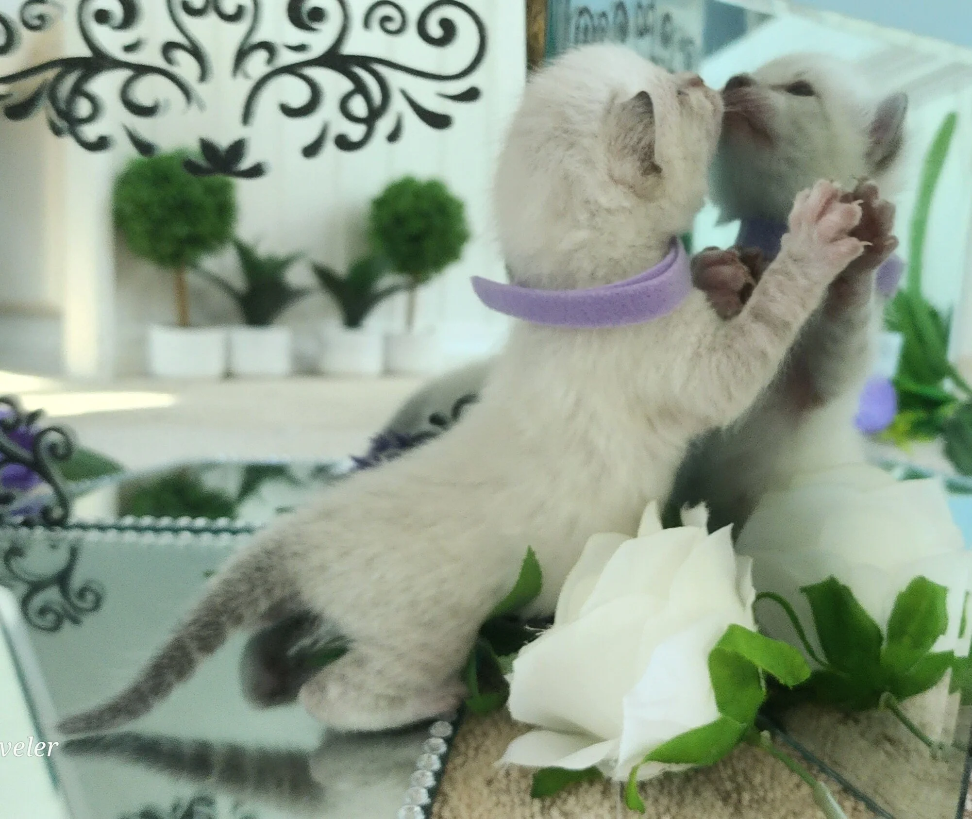 Purebred TICA Registered Female Snow Rosette Bengal Kitten in Minnesota