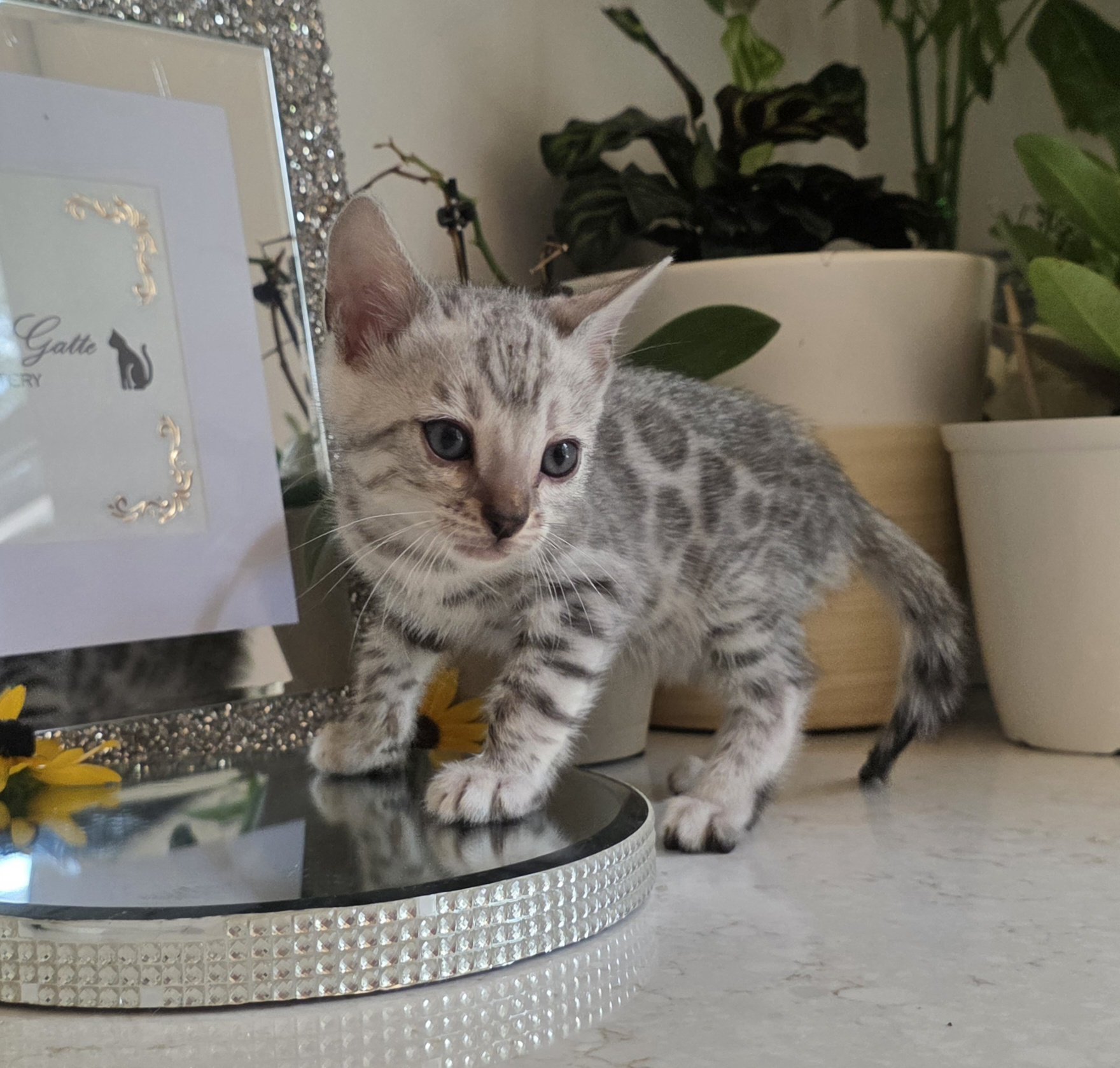 Seven-Week-Old Male Silver Bengal Kitten