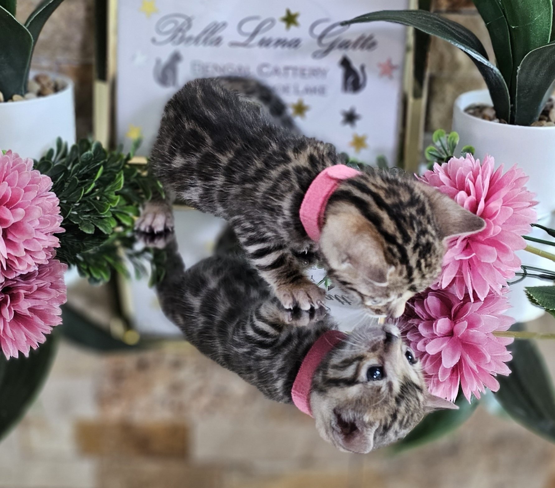 Purebred TICA Registered Female Brown Rosette Bengal Kitten Available in Minnesota
