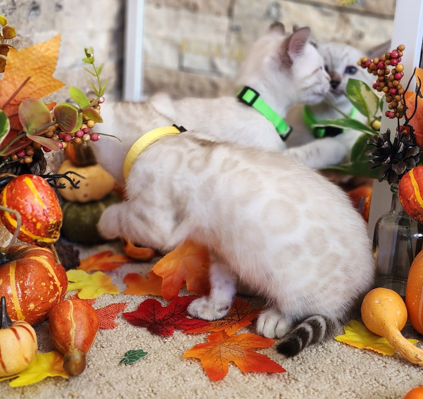 Male Snow Bengal in Minnesota