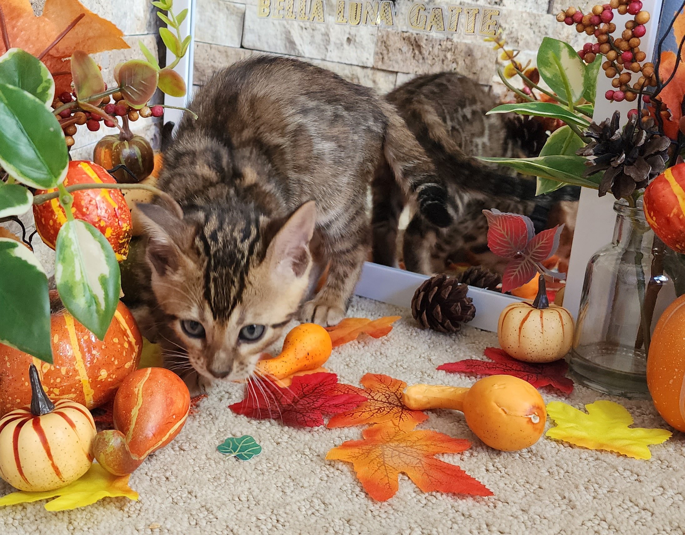 Male Brown/Black Rosette Bengal in Minnesota