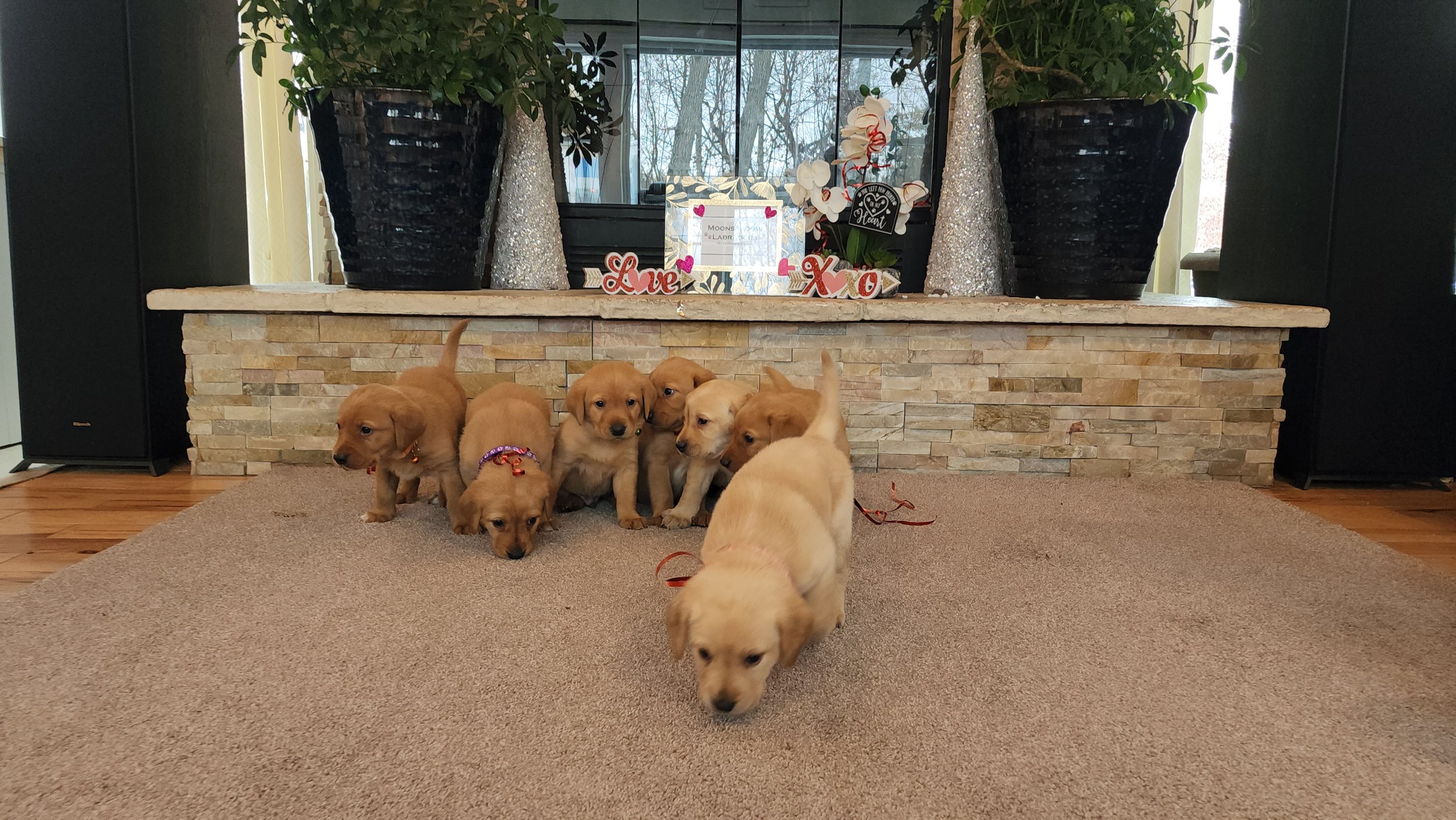 AKC Yellow Fox Red Labrador Retriever Puppies Available in Minnesota