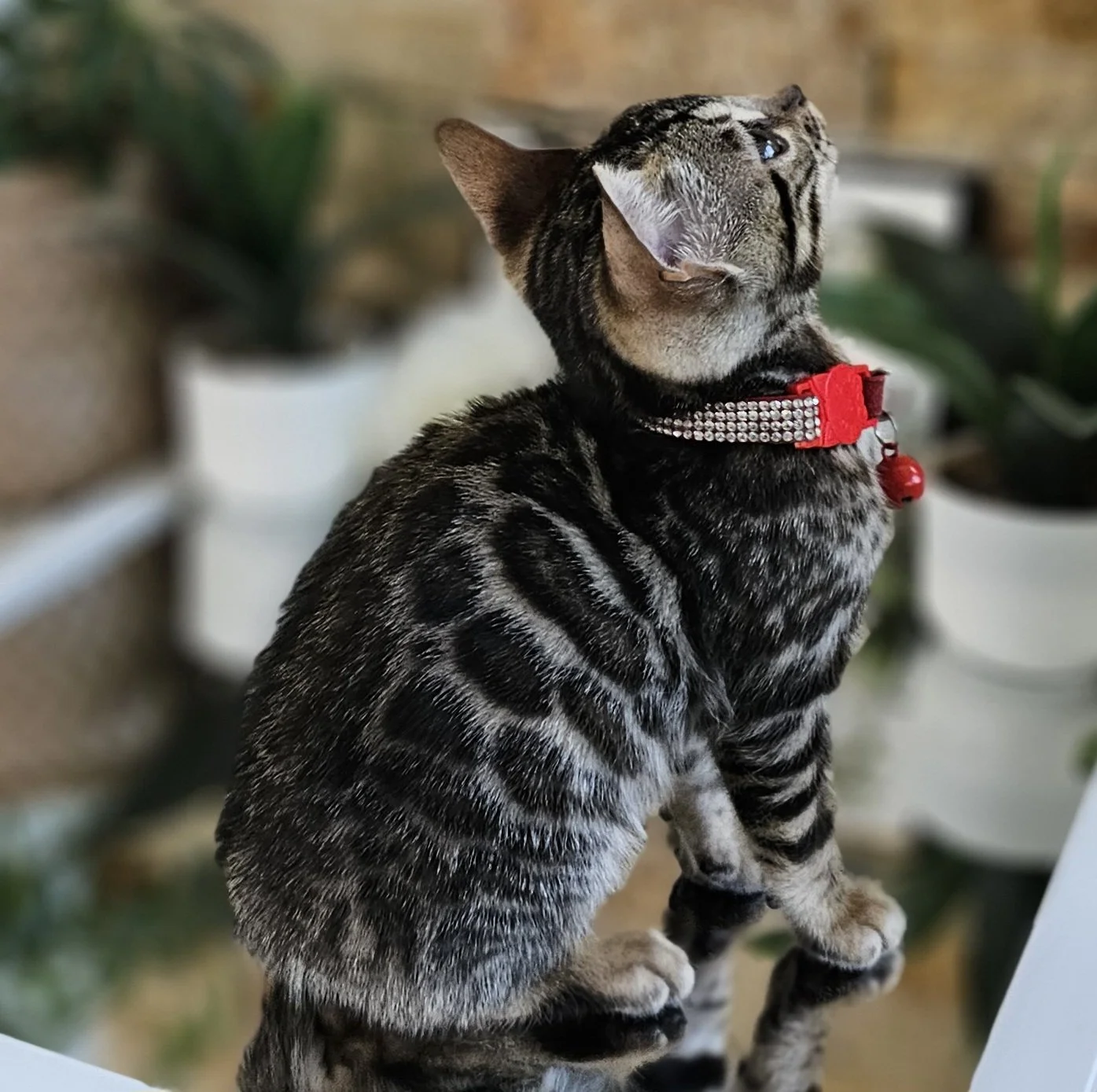 Purebred TICA Registered Female Brown Rosette Bengal Kitten Available in Minnesota