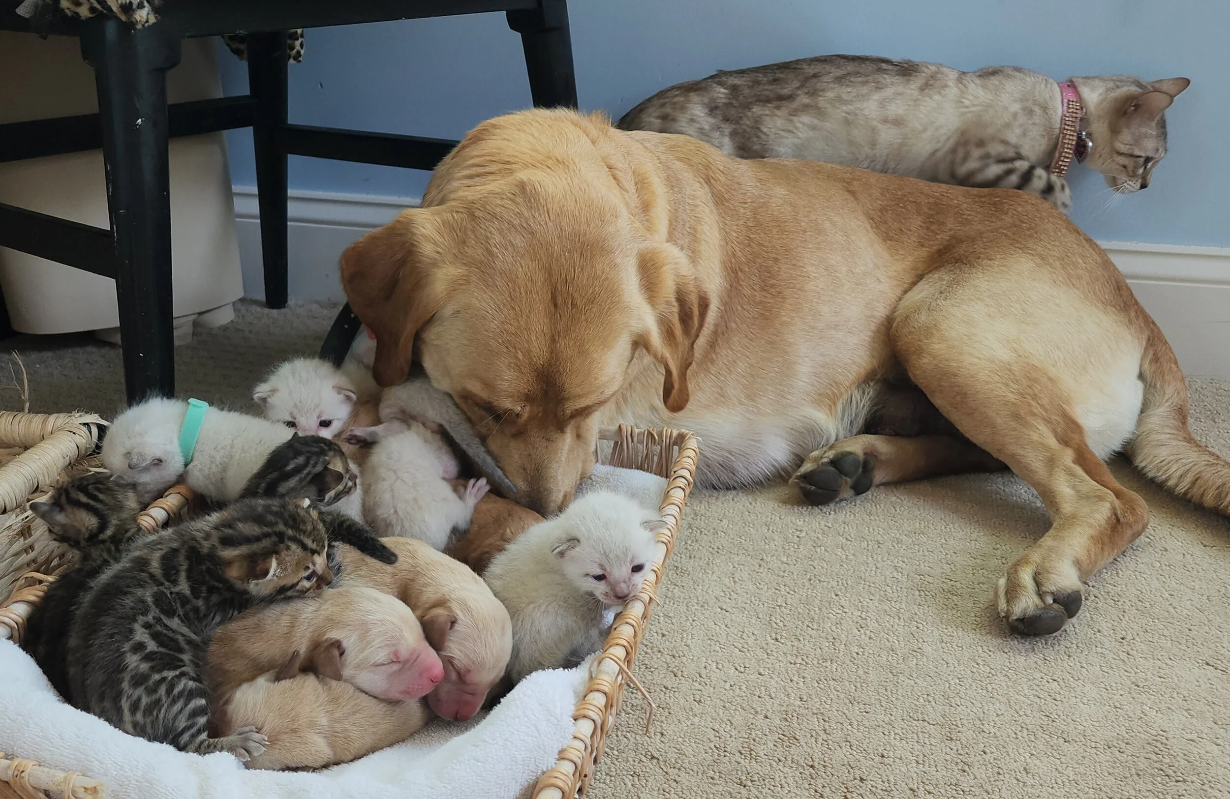 Purebred TICA Registered Male and Female Snow and Brown Rosette Bengal Kitten Available in Minnesota