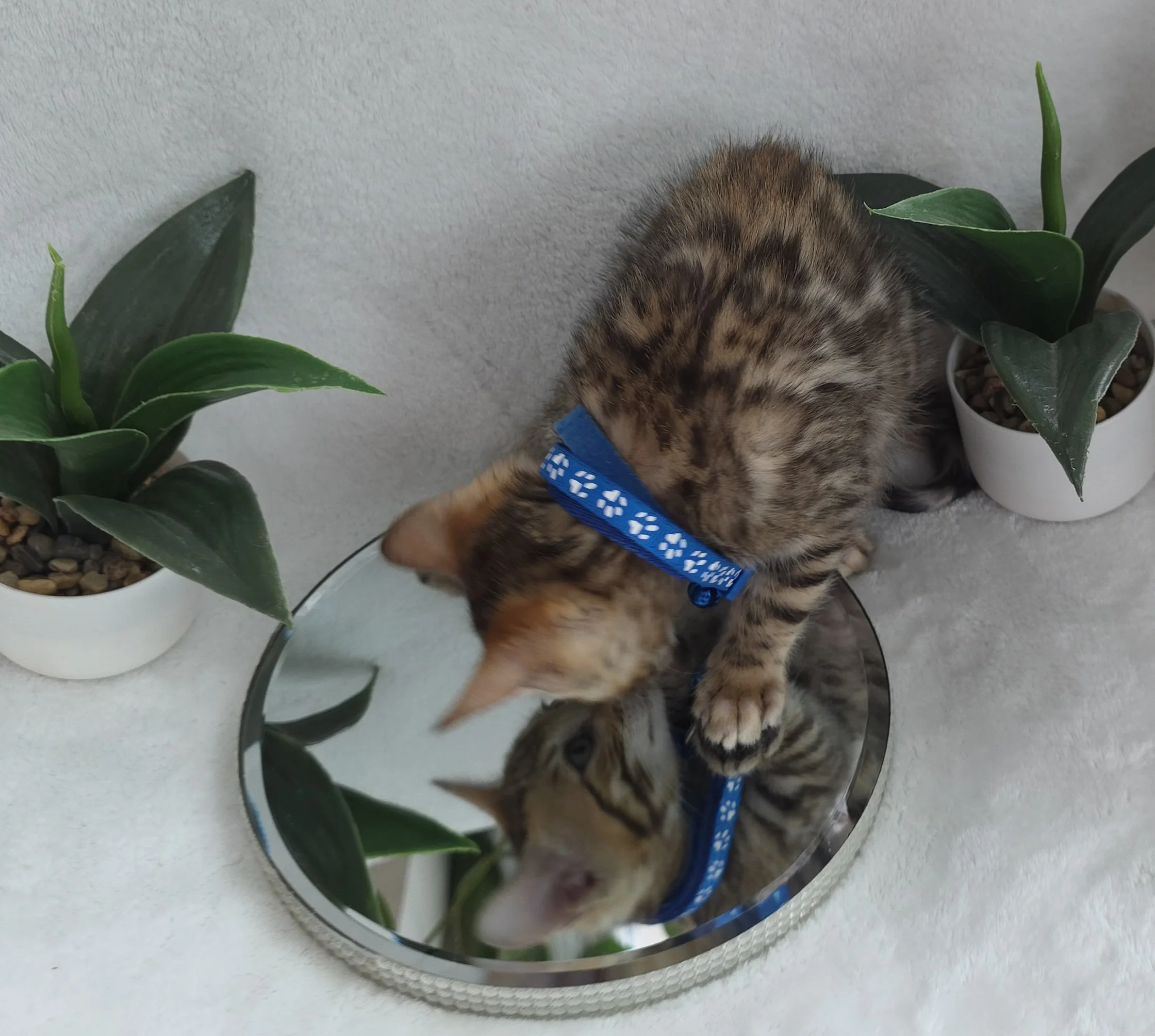 Nine-Week-Old, Male, Brown Rosette, Bengal Kitten