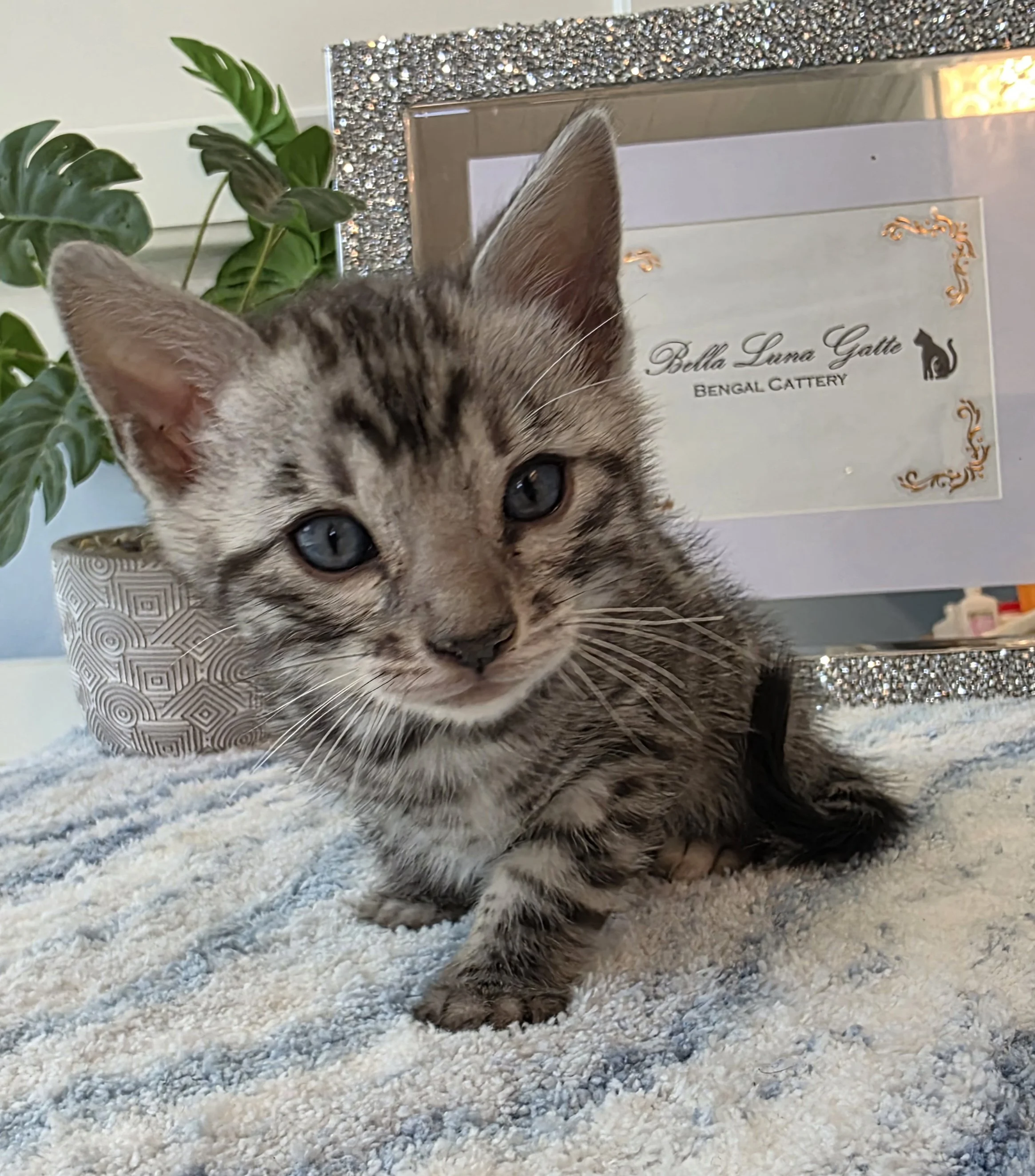 Six-Week-Old Silver Male Bengal Kitten