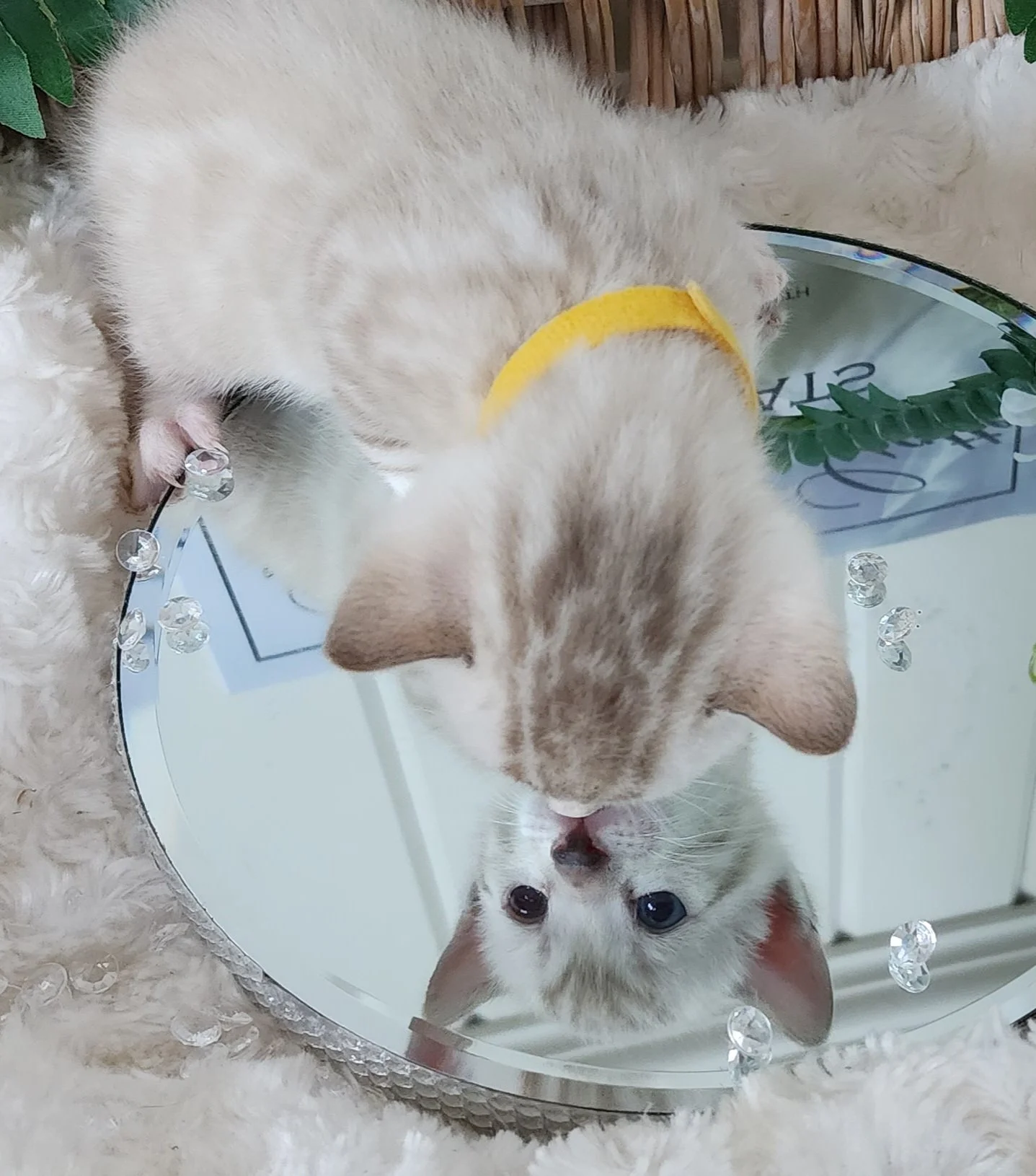 Male Snow Bengal in Minnesota