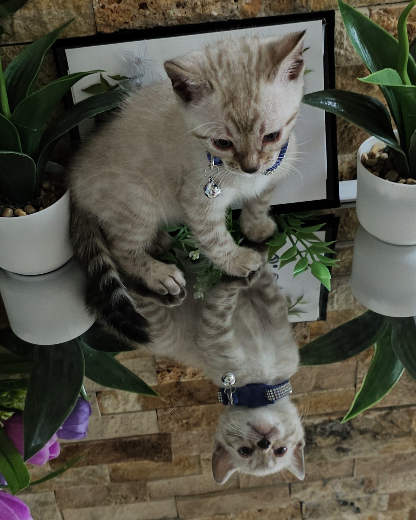 Purebred TICA Registered Male Snow Rosette Bengal Kitten in Minnesota