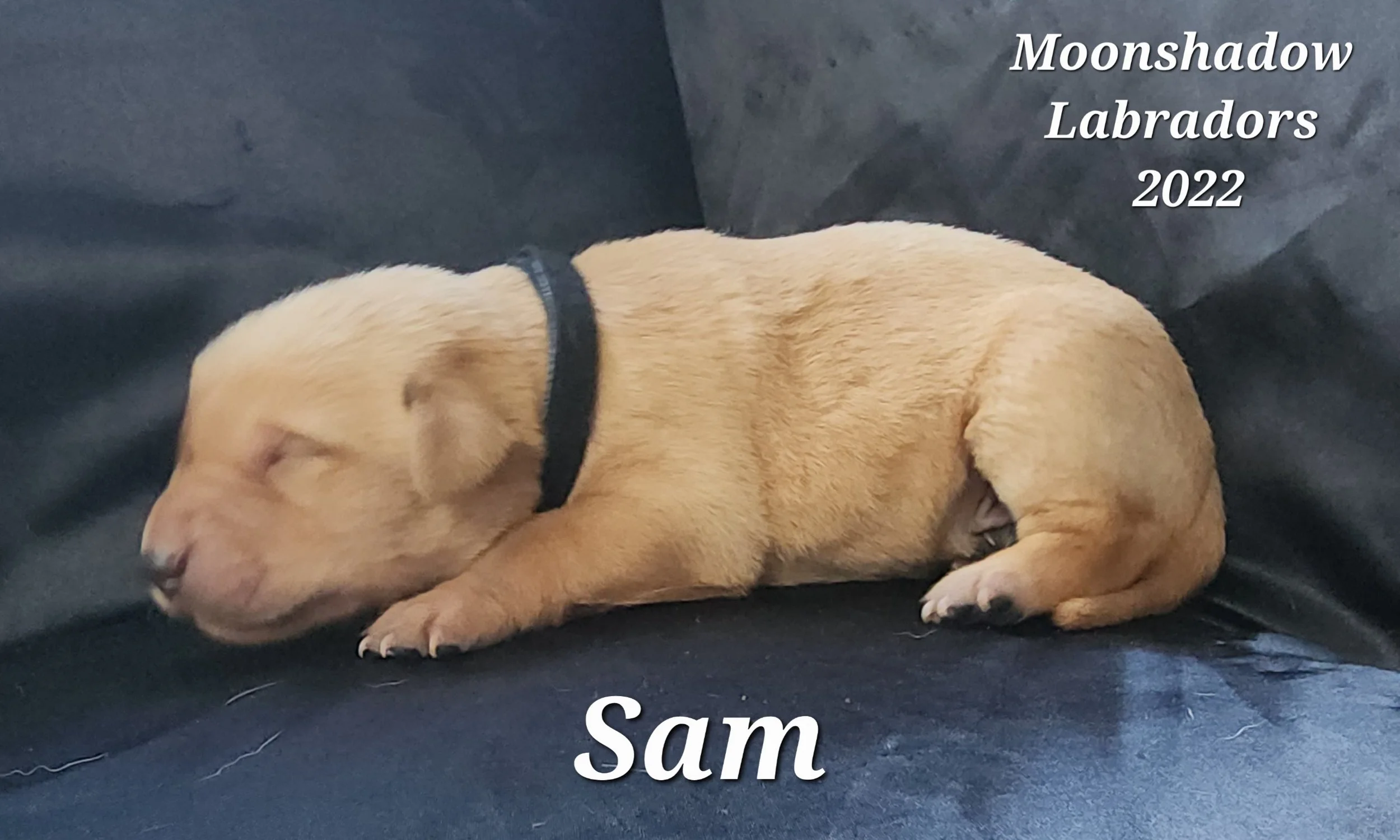 Male Yellow Fox Red Labrador Retriever Puppy in Minnesota