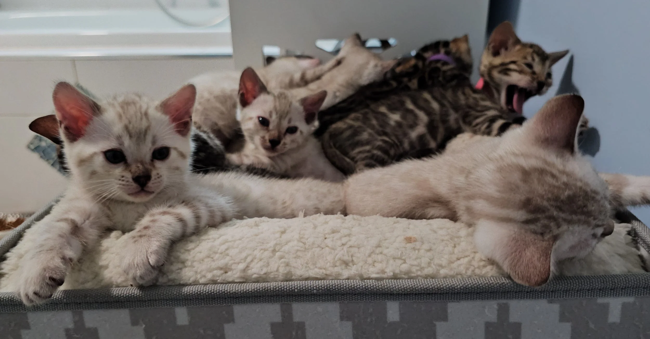 Purebred TICA Registered Male and Female Snow and Brown Rosette Bengal Kitten Available in Minnesota