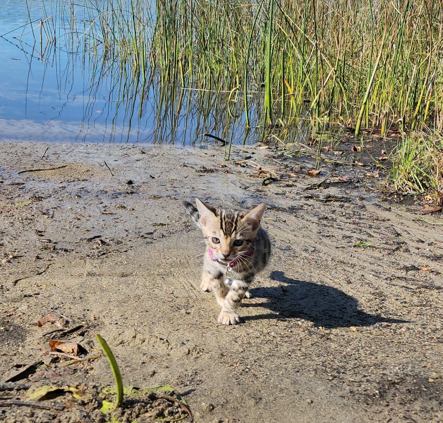 Female Brown/Black Rosette Bengal in Minnesota