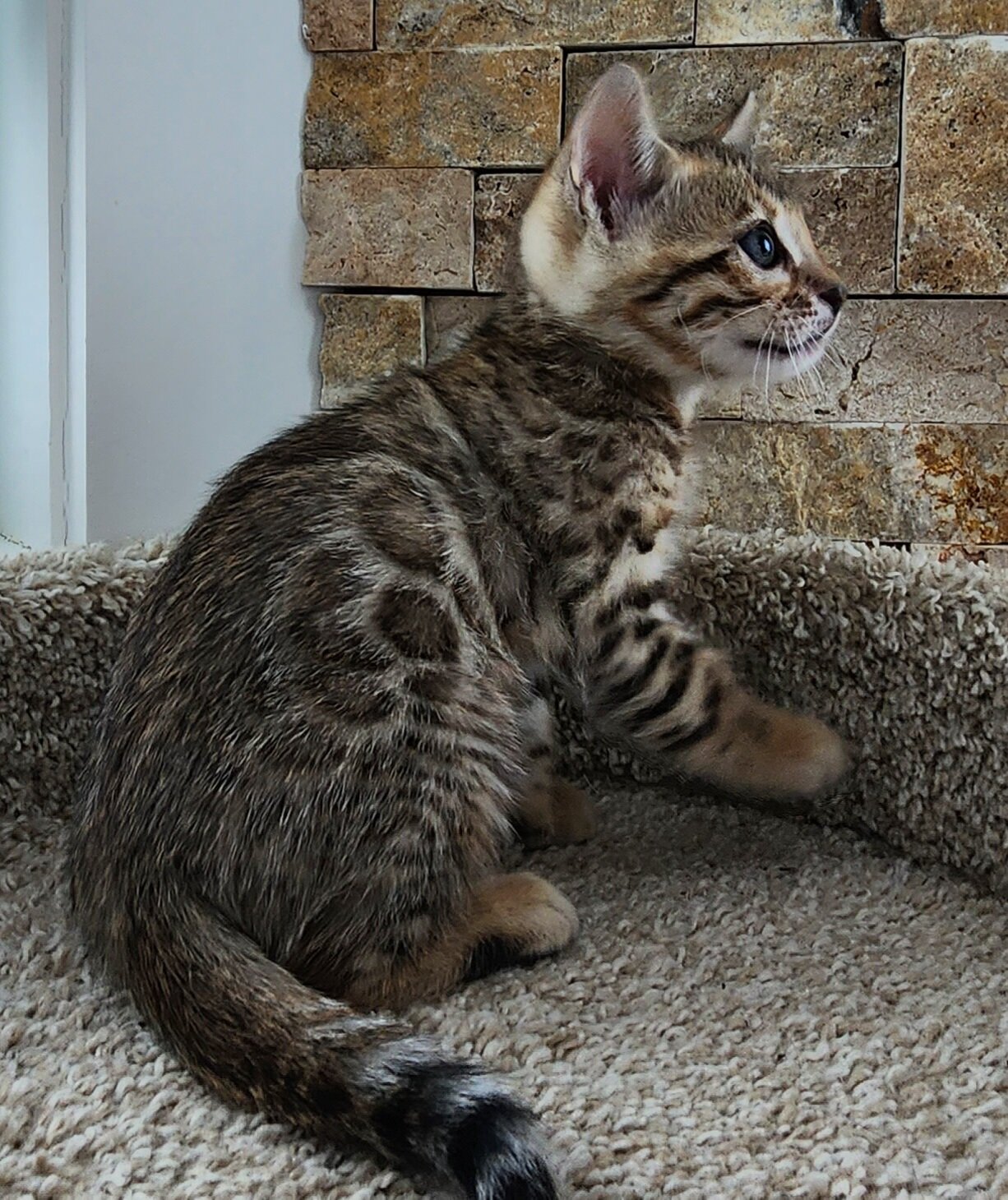 Purebred TICA Registered Female Brown Rosette Bengal Kitten Available in Minnesota