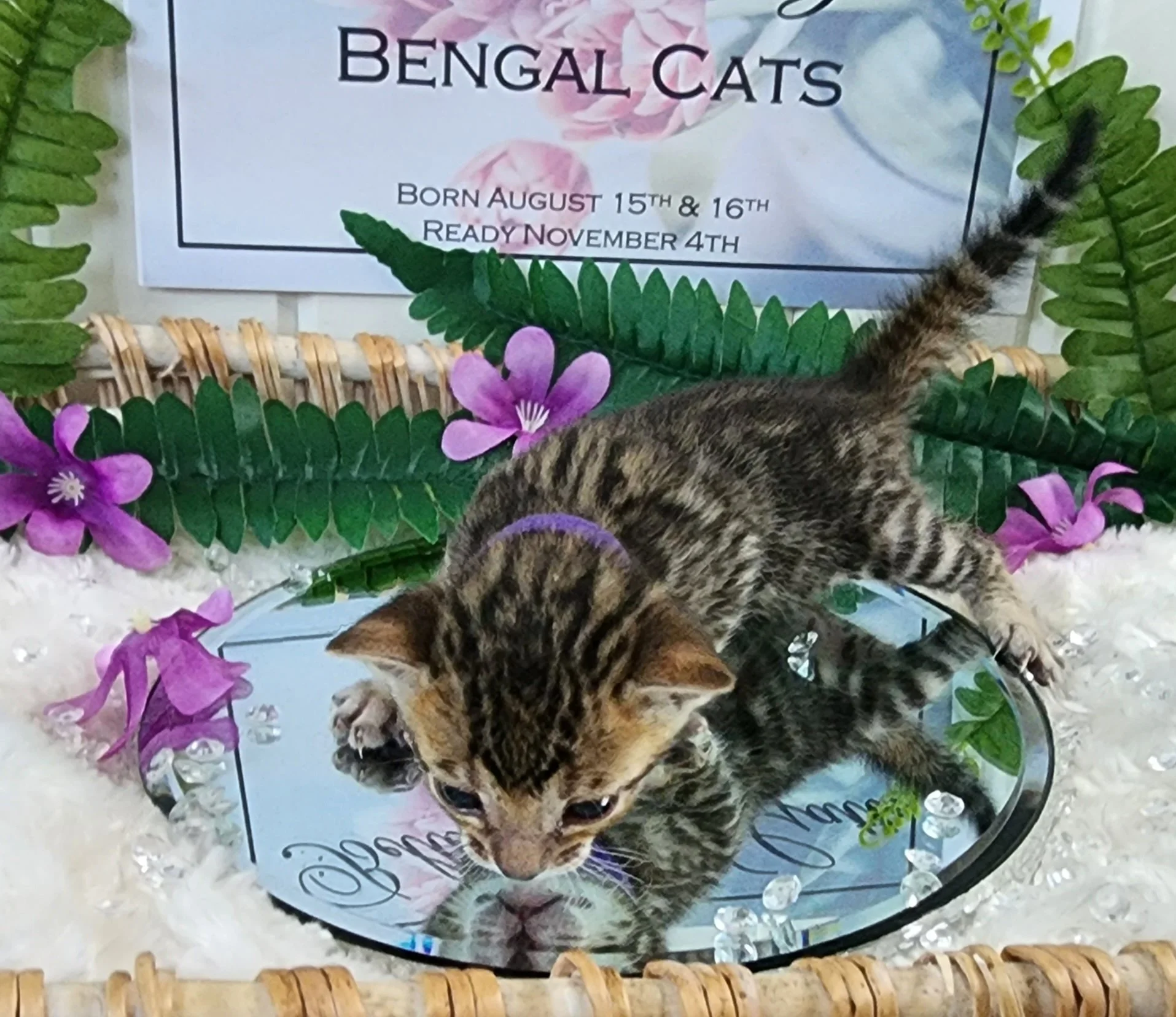 Female Brown/Black Rosette Bengal in Minnesota